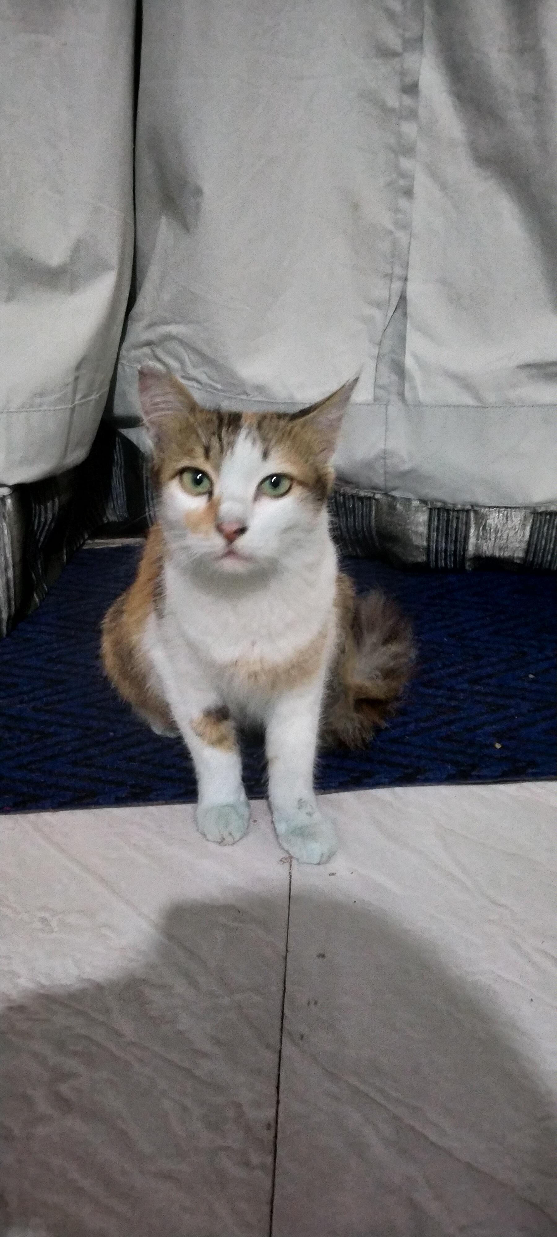 This cat come to my house everyday, but I don't know who is owner of