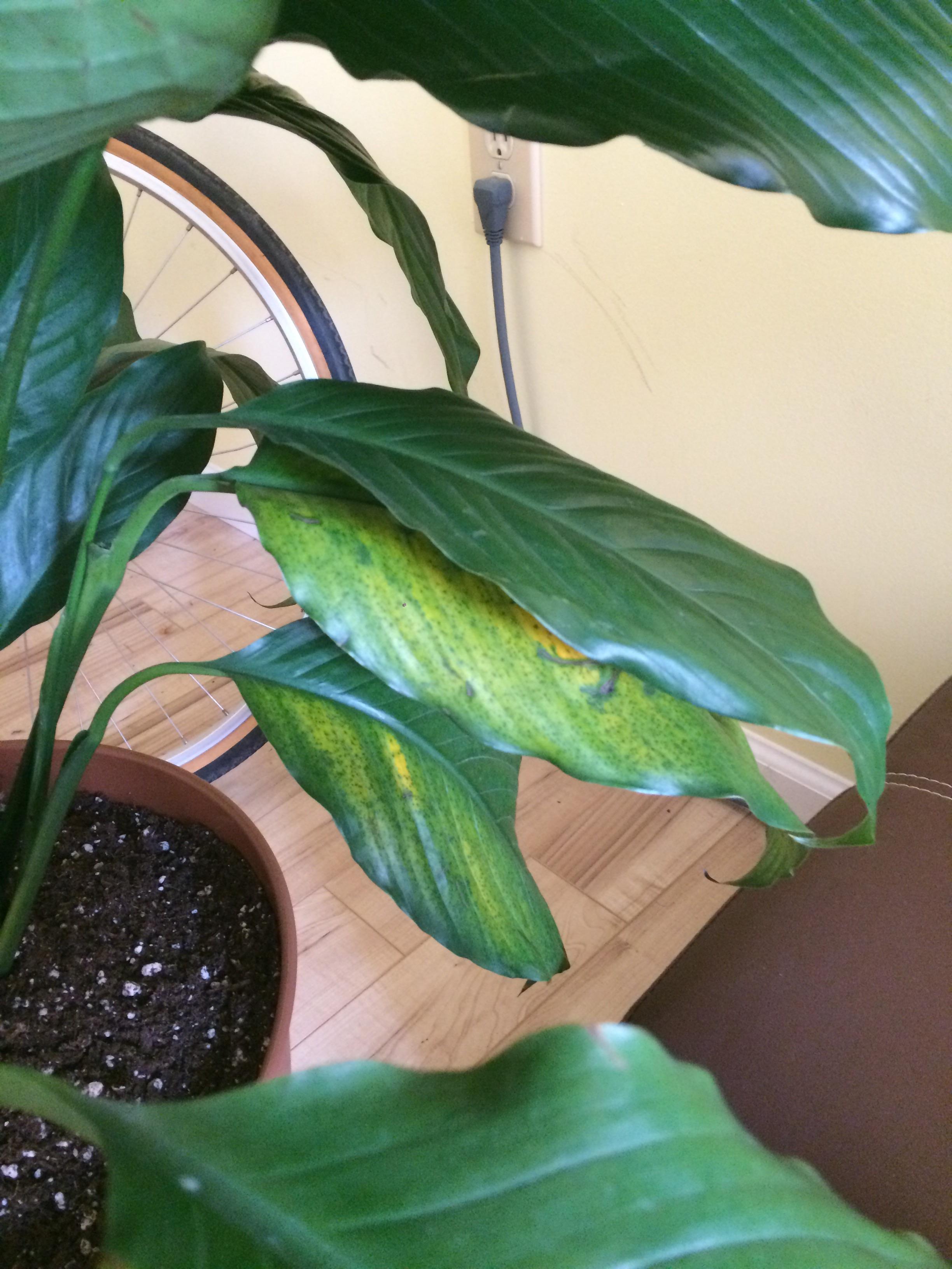 Some normal, some speckled dying lower leaves on my bottomwatered