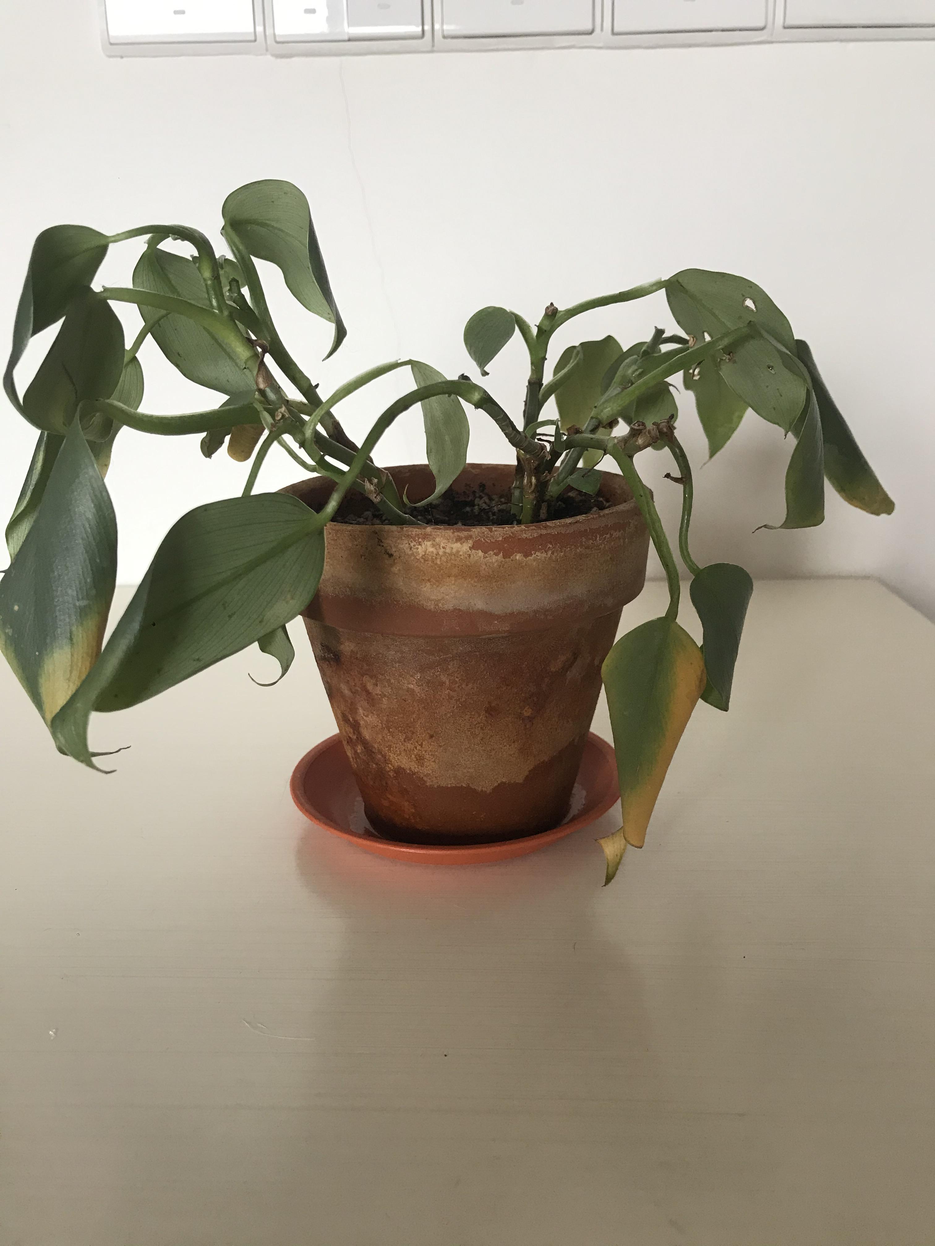 Can I save my underwatered philodendron hastatum? r/plantclinic