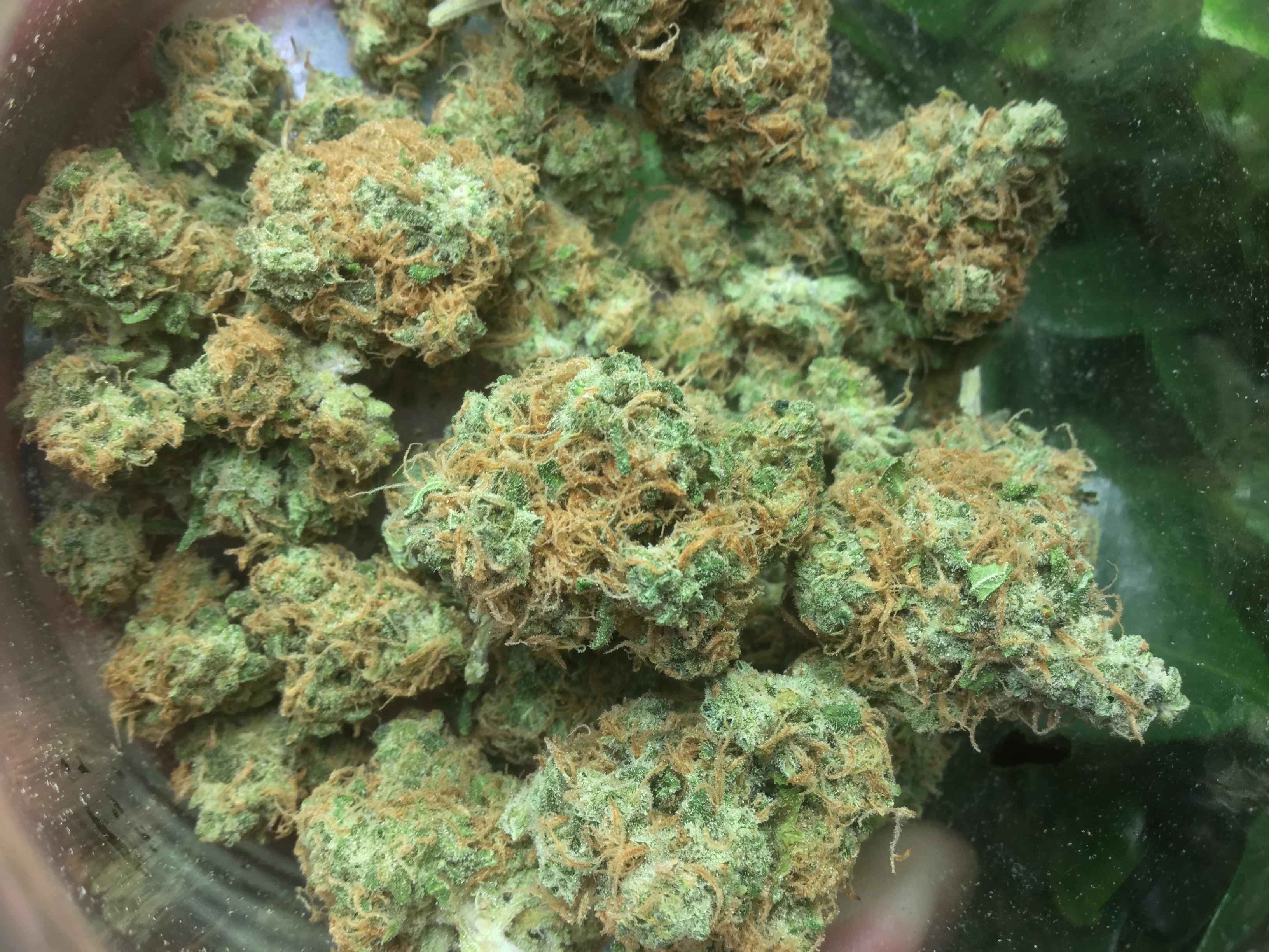 overview for BigMoneySalvia