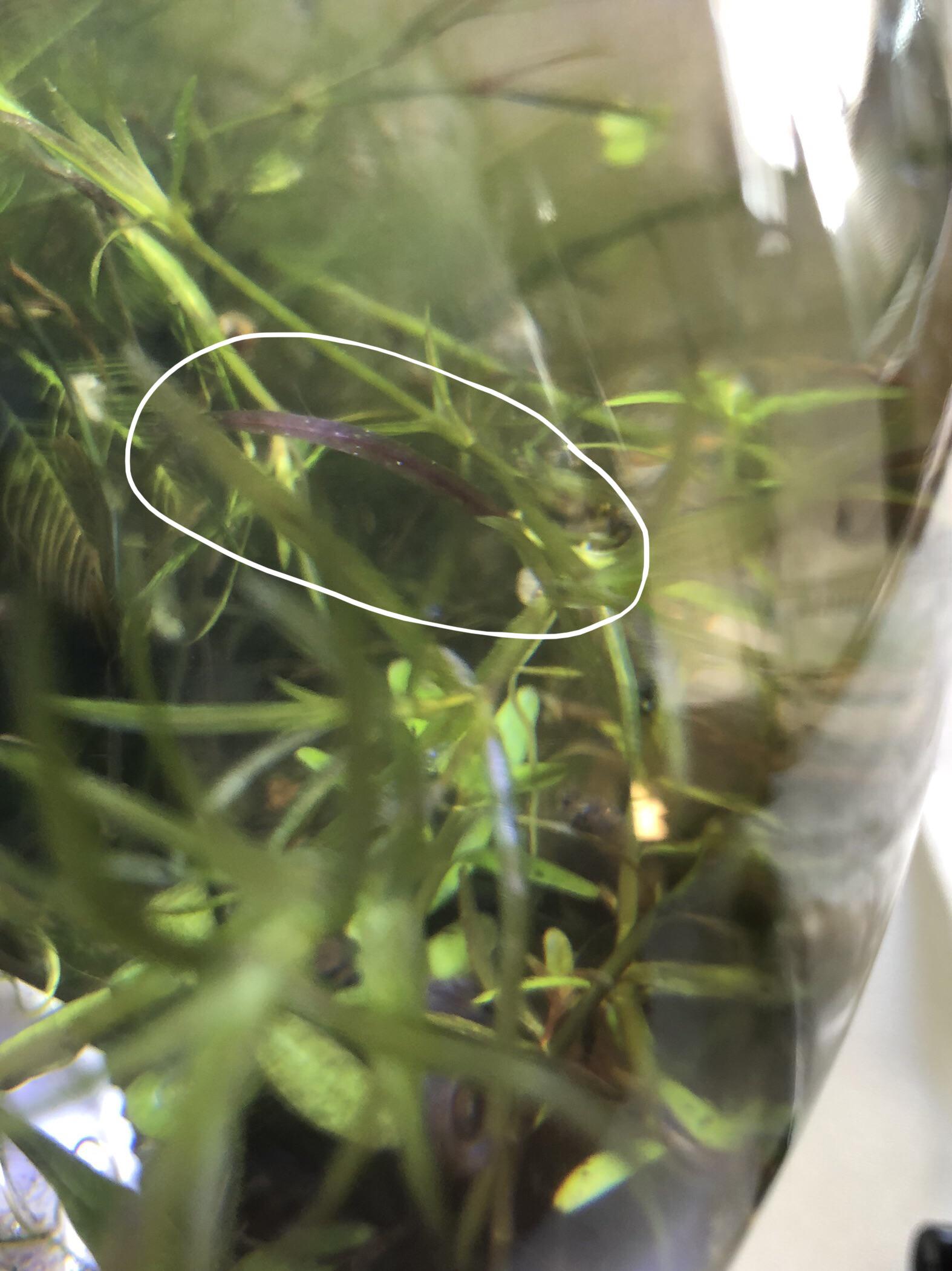 Why is there just one purple leaf from my guppy grass? What causes it