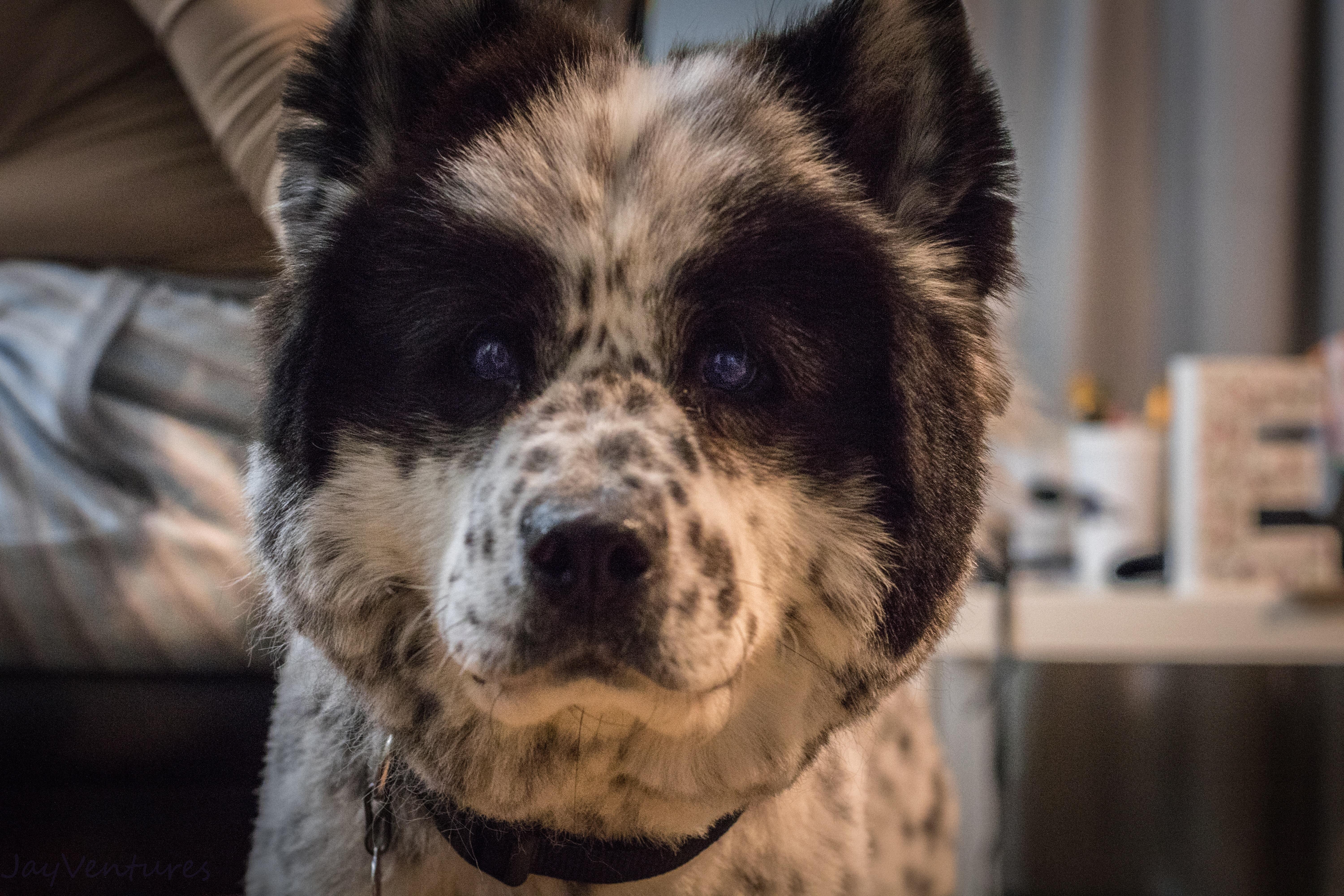 Can dogs be white walkers? r/dogpictures