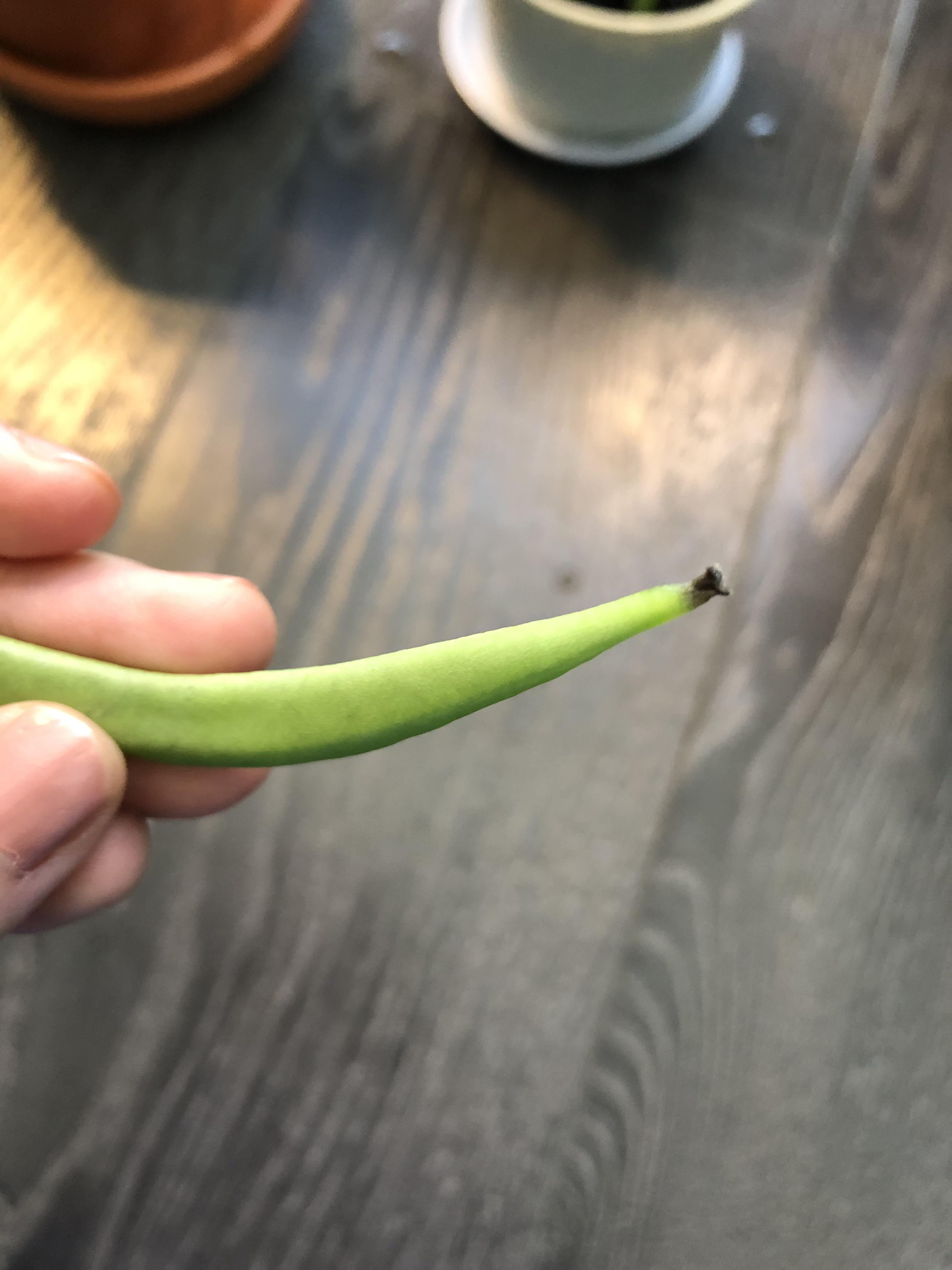 Why does my Happy Bean Plant (Peperomia ferryrae) keep dropping its