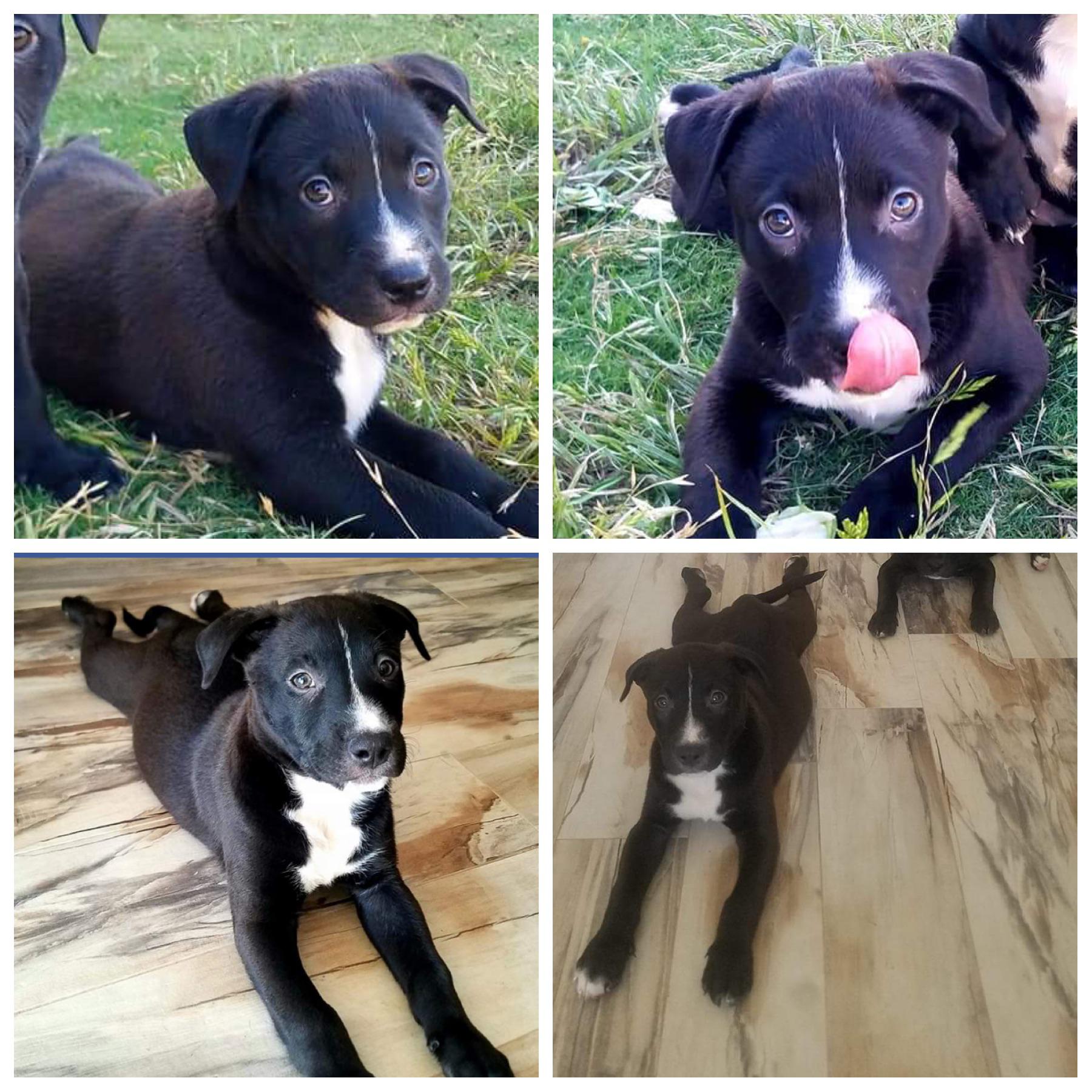 Can’t tell if this is a pit/lab mix or a lab/JRT...thoughts? r