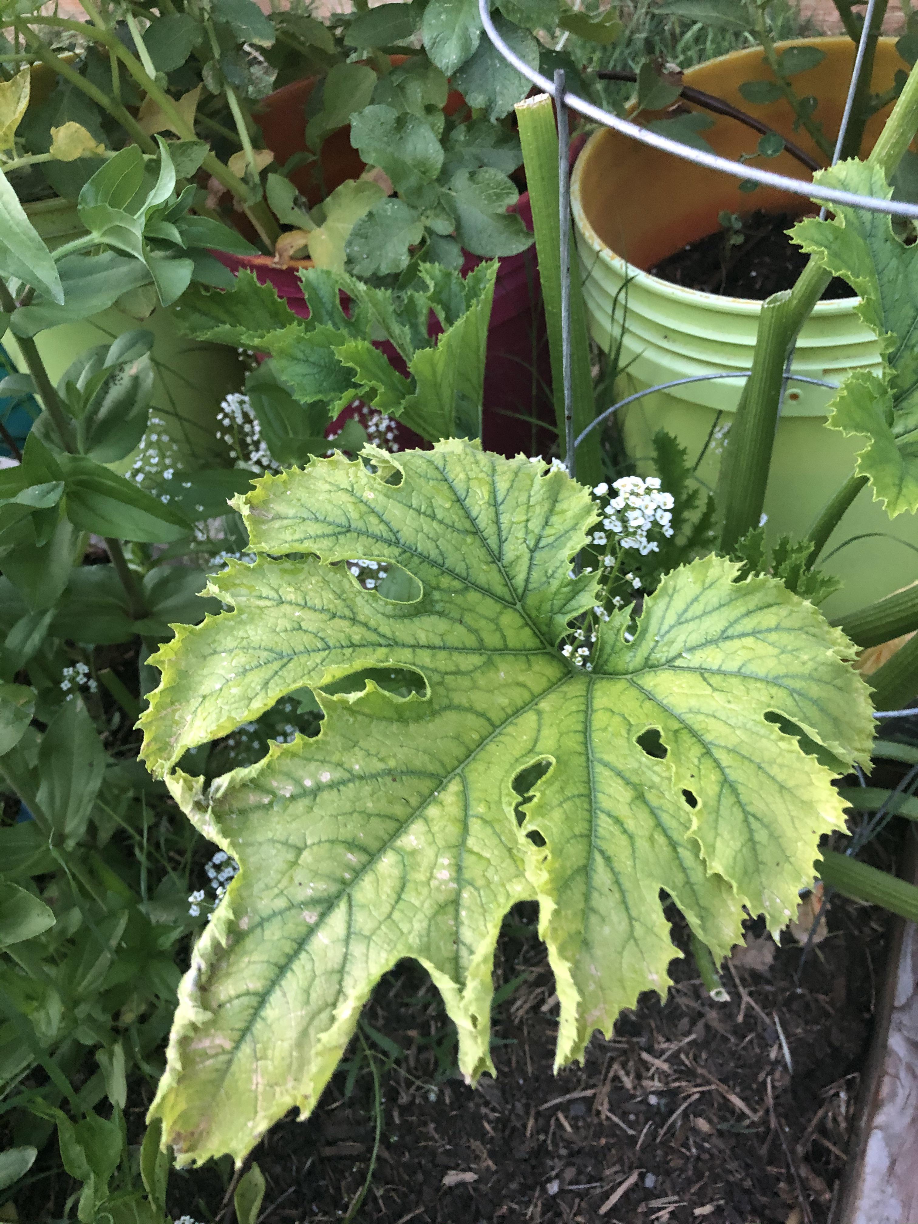 My zucchini leaves keep turning this color and curling within a few