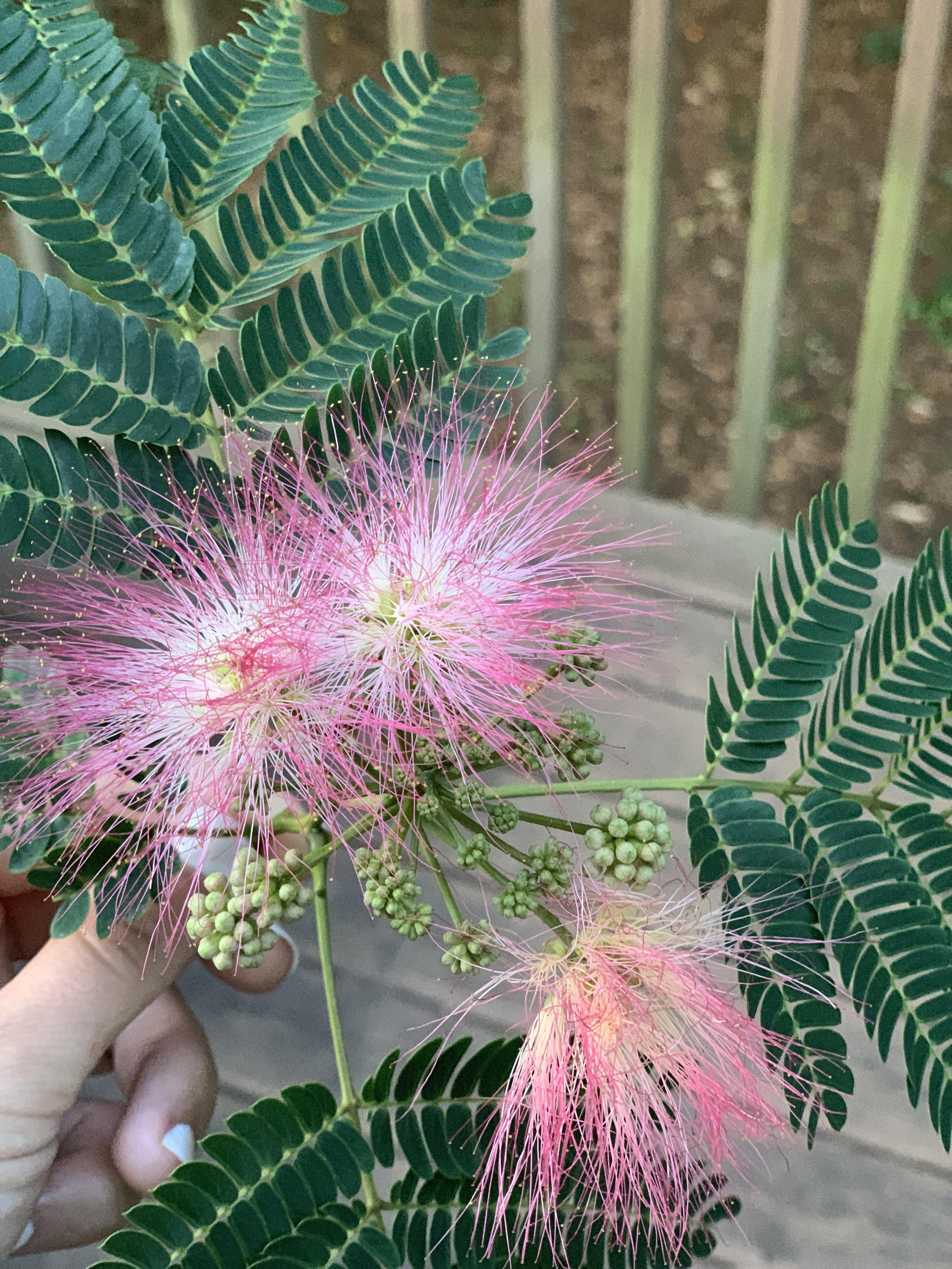 What’s this plant? Found in Charlotte NC, it smells really good! r