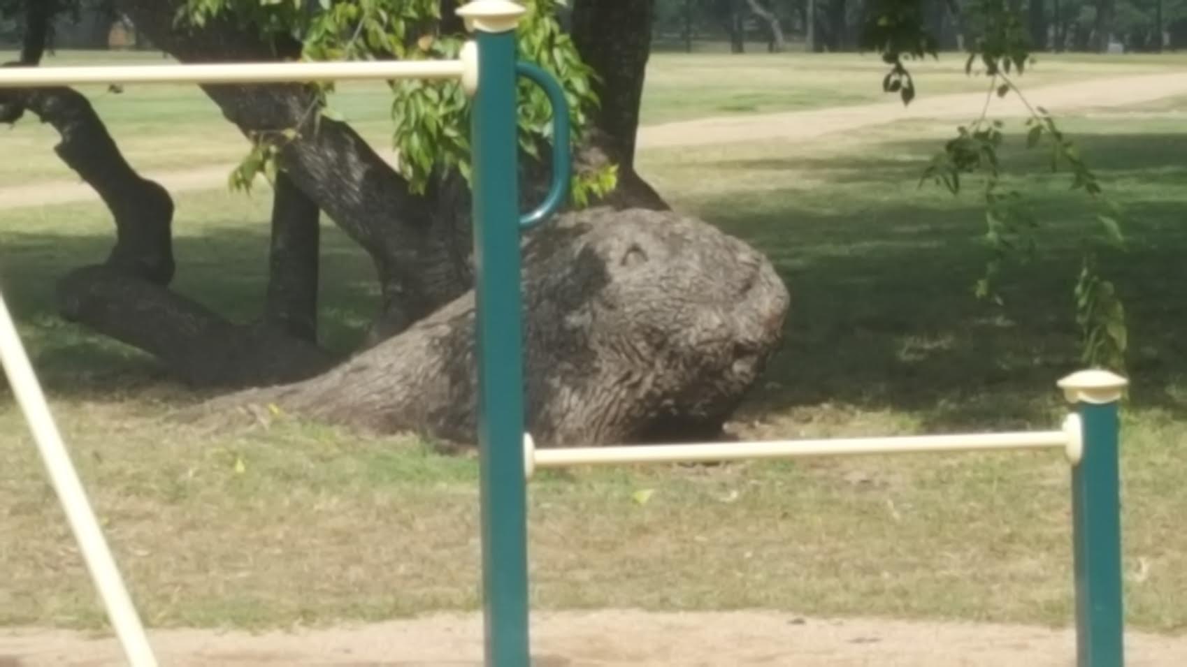 There is a tree in the park by my house that looks like a guinea pig