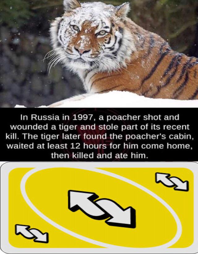 I heard tigers are vengeful animals r/dankmemes