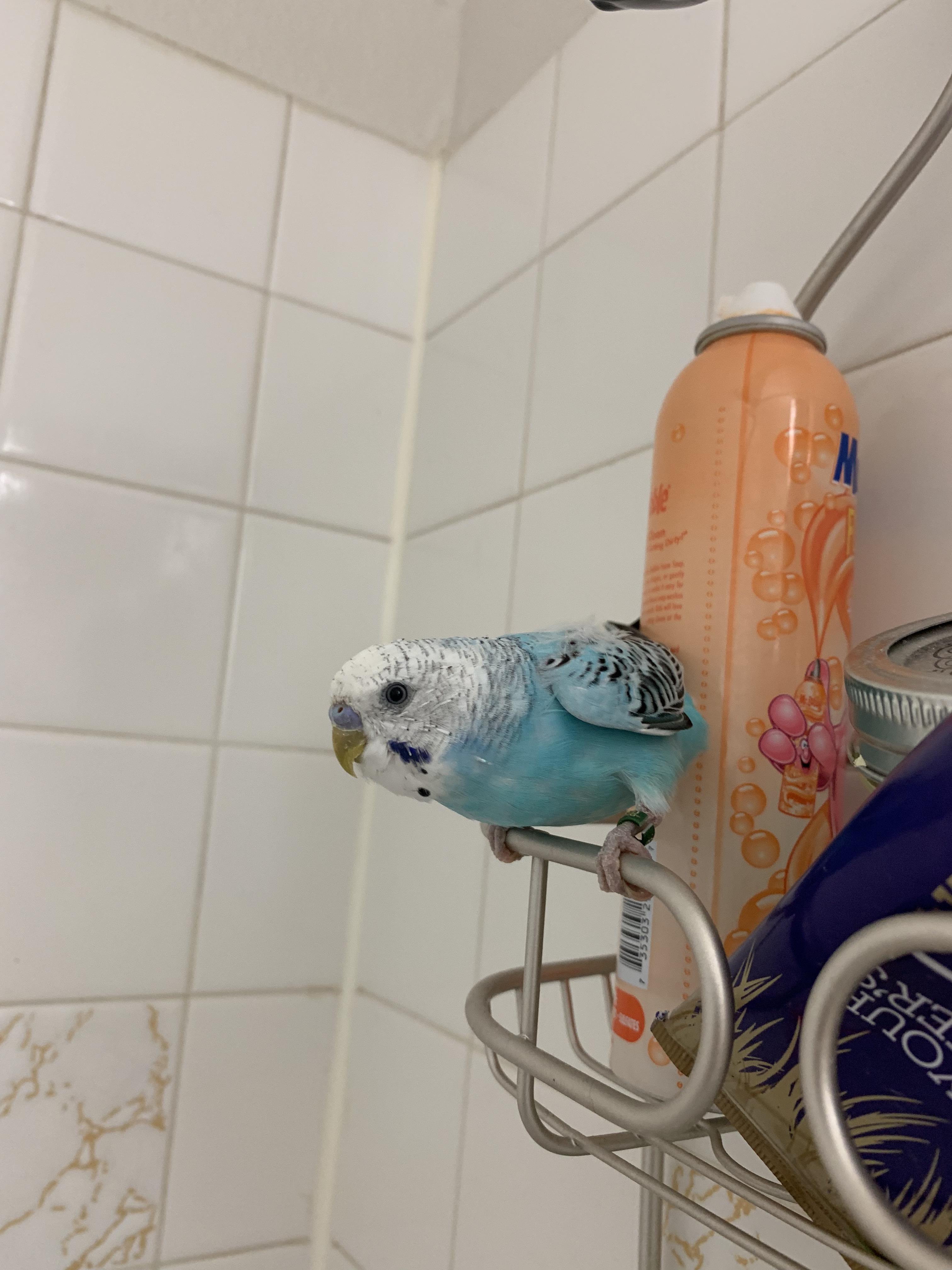 Mochi came out of his cage for the first time! Any guesses on his age