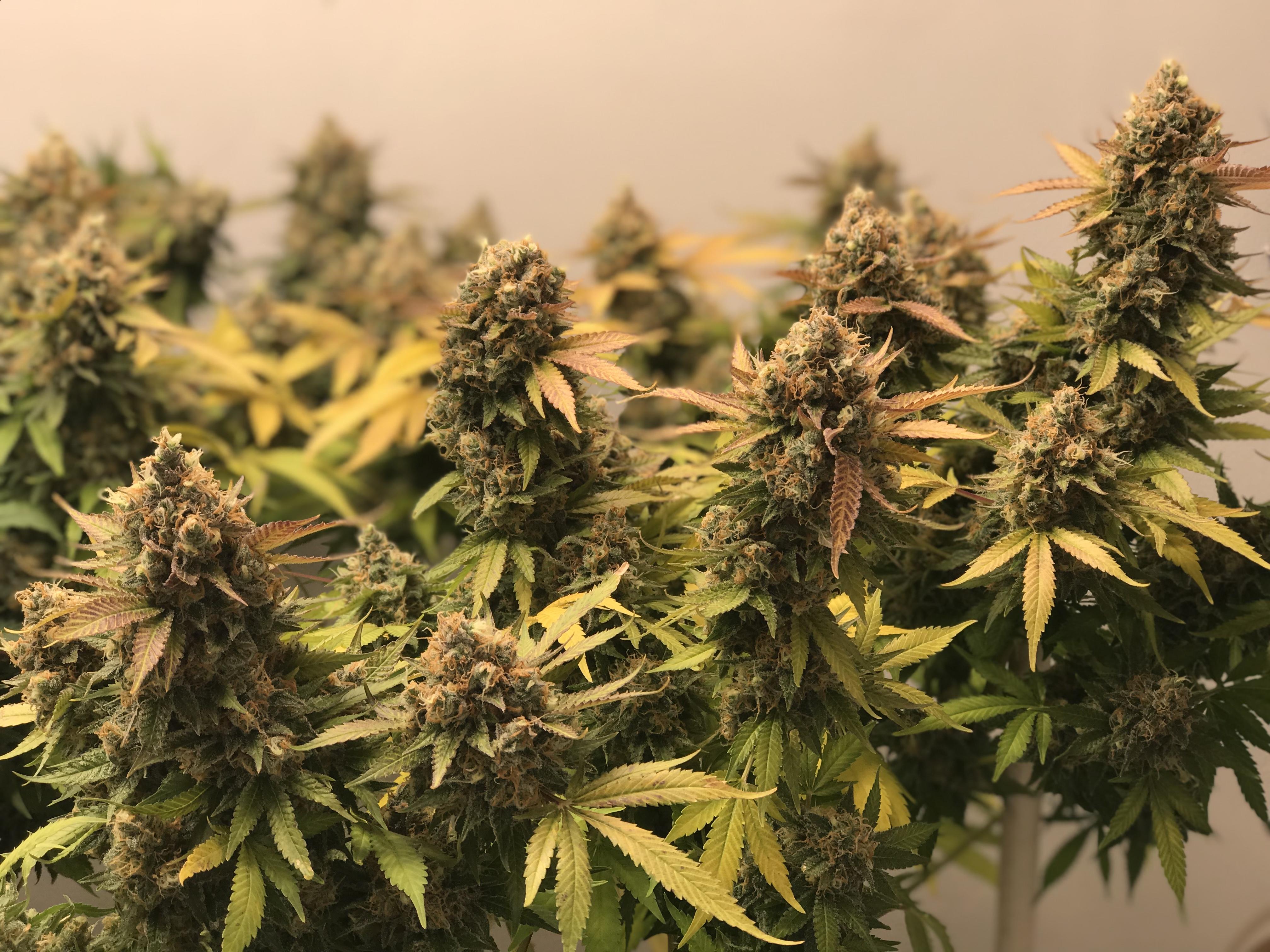 Barney’s Farm G13/Haze day 63 r/microgrowery