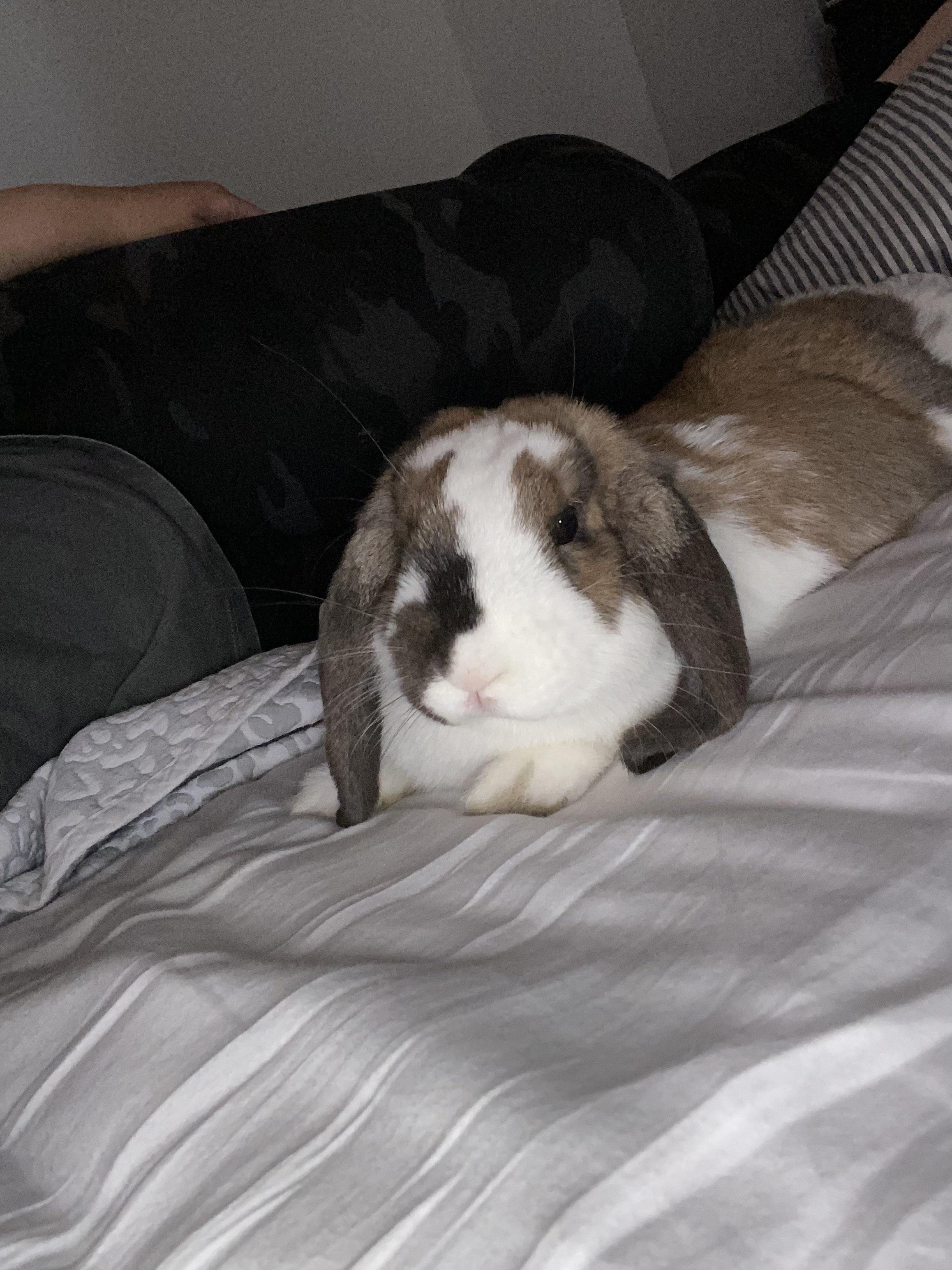 Help my bunny started to chew on wires. I think need more toys for her