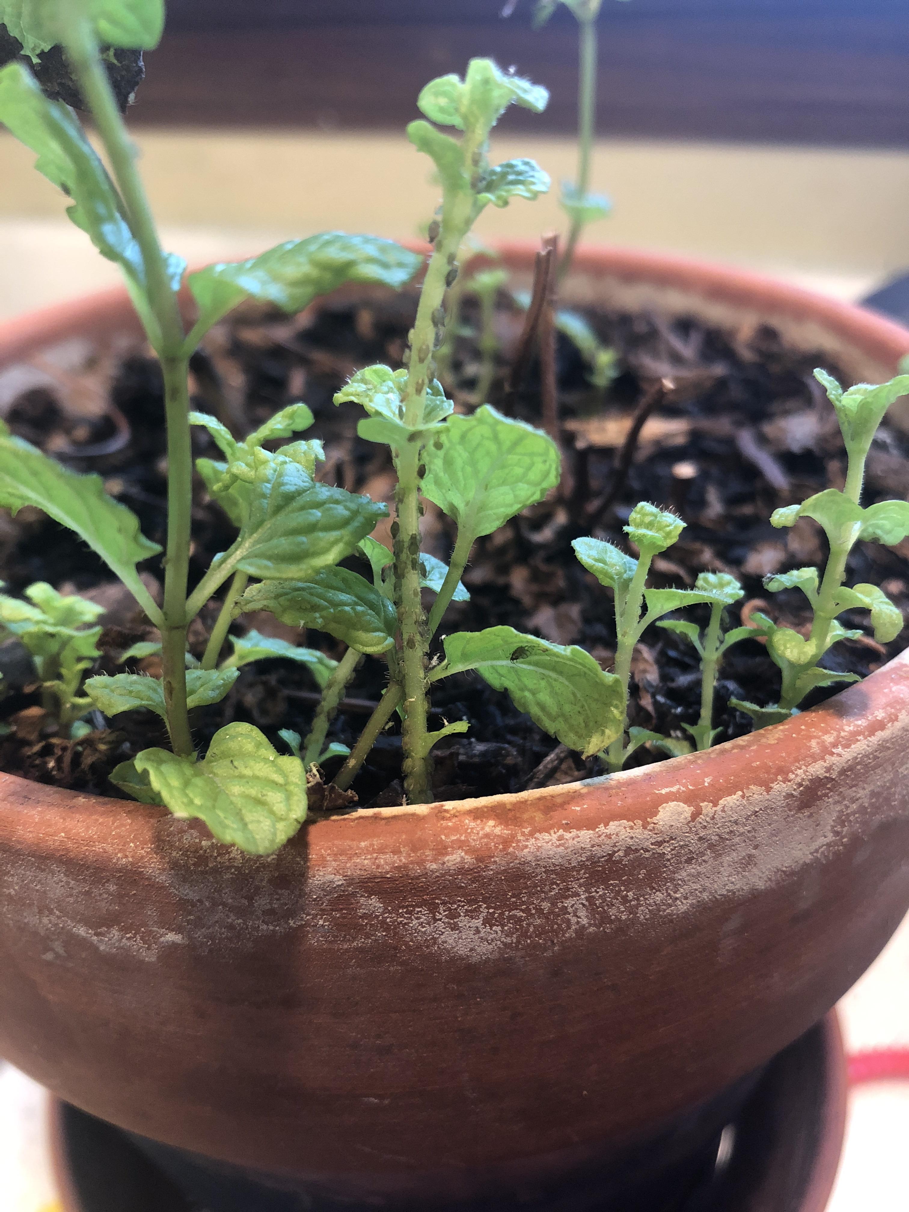 Bugs on my mint! Is there an easy way to get rid of these bugs? Or should I just get a new plant
