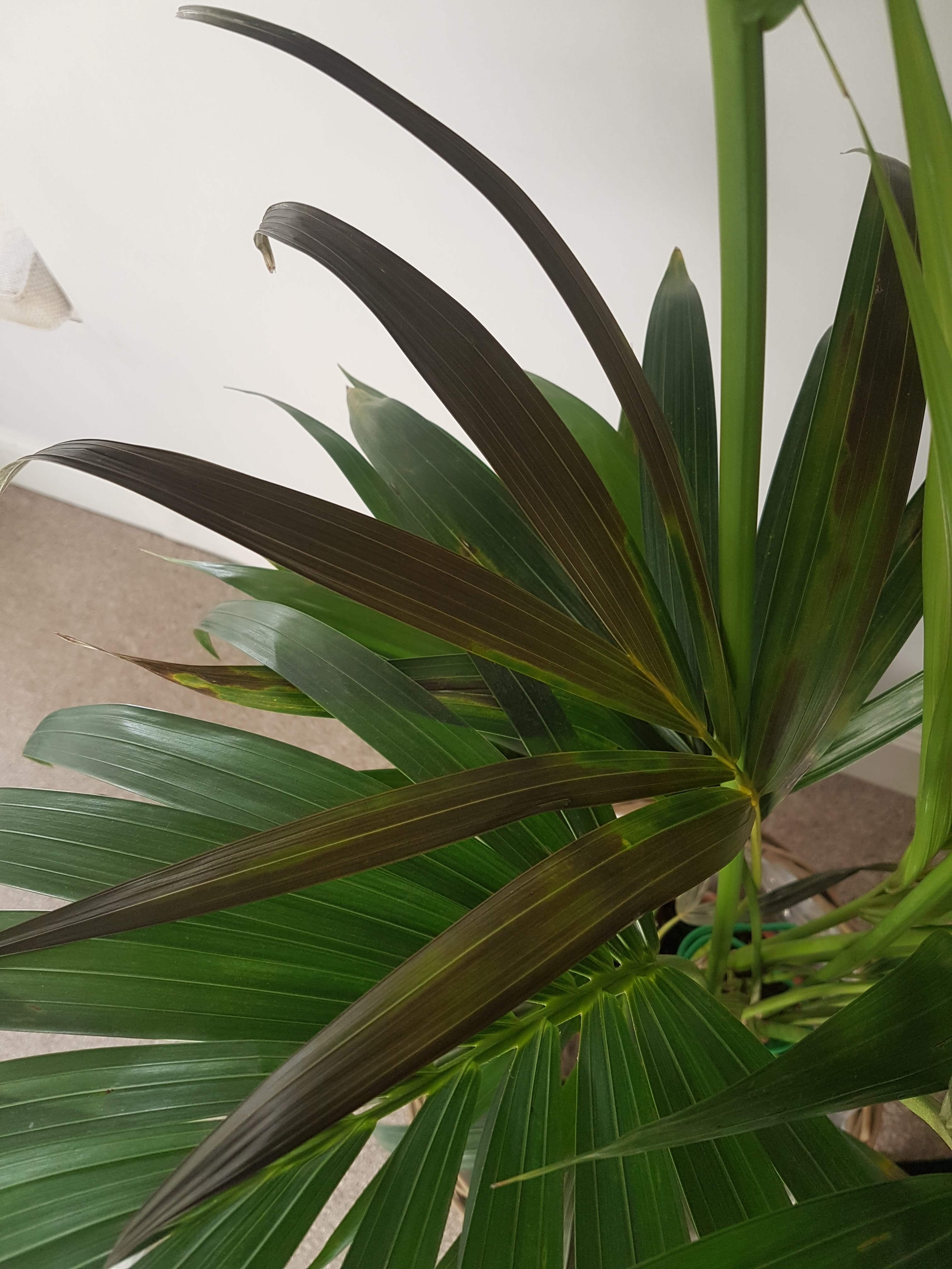 The Best Palm Fronds Turning Brown References