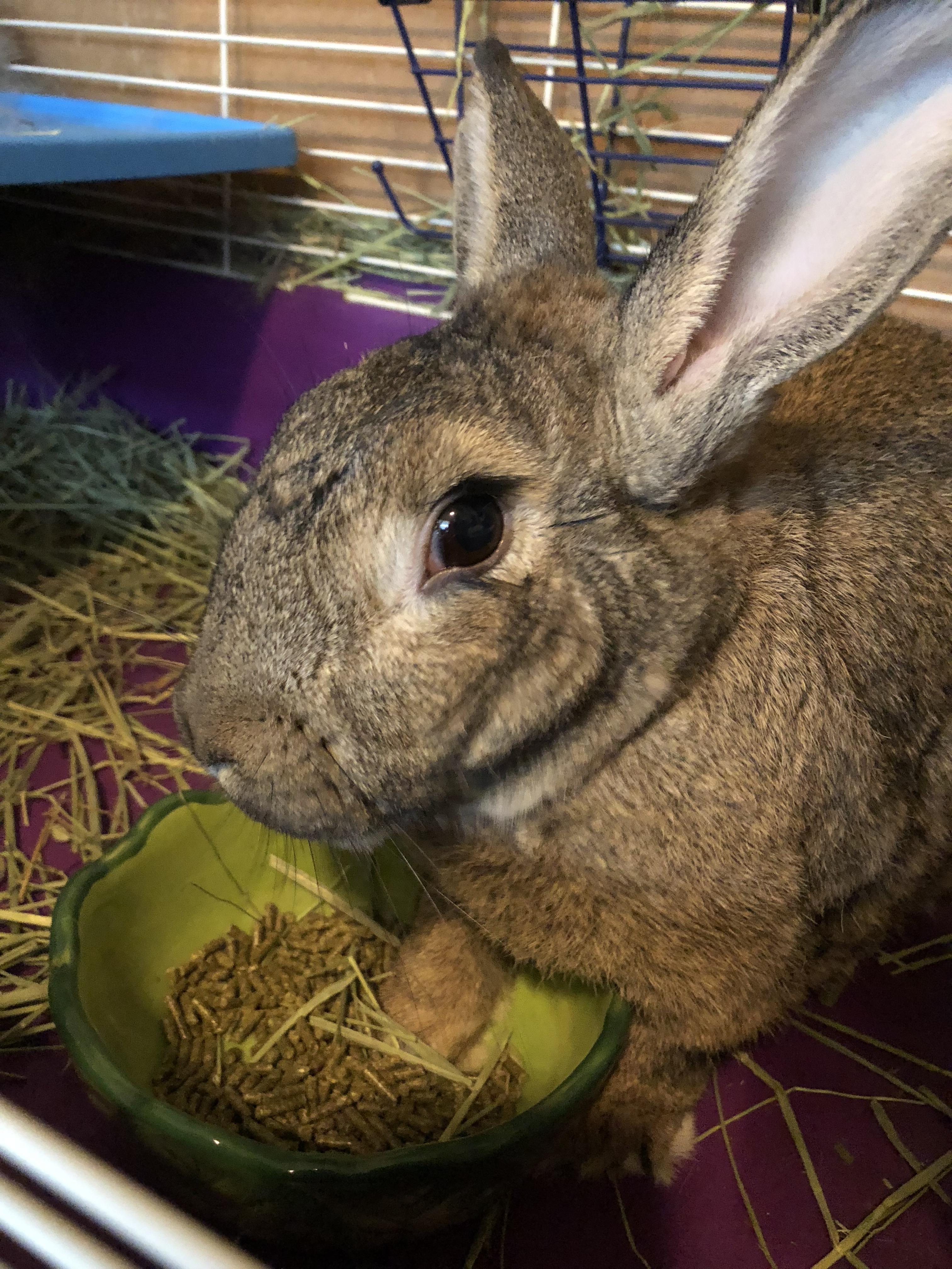 Food is always better with foot in the bowl Rabbits