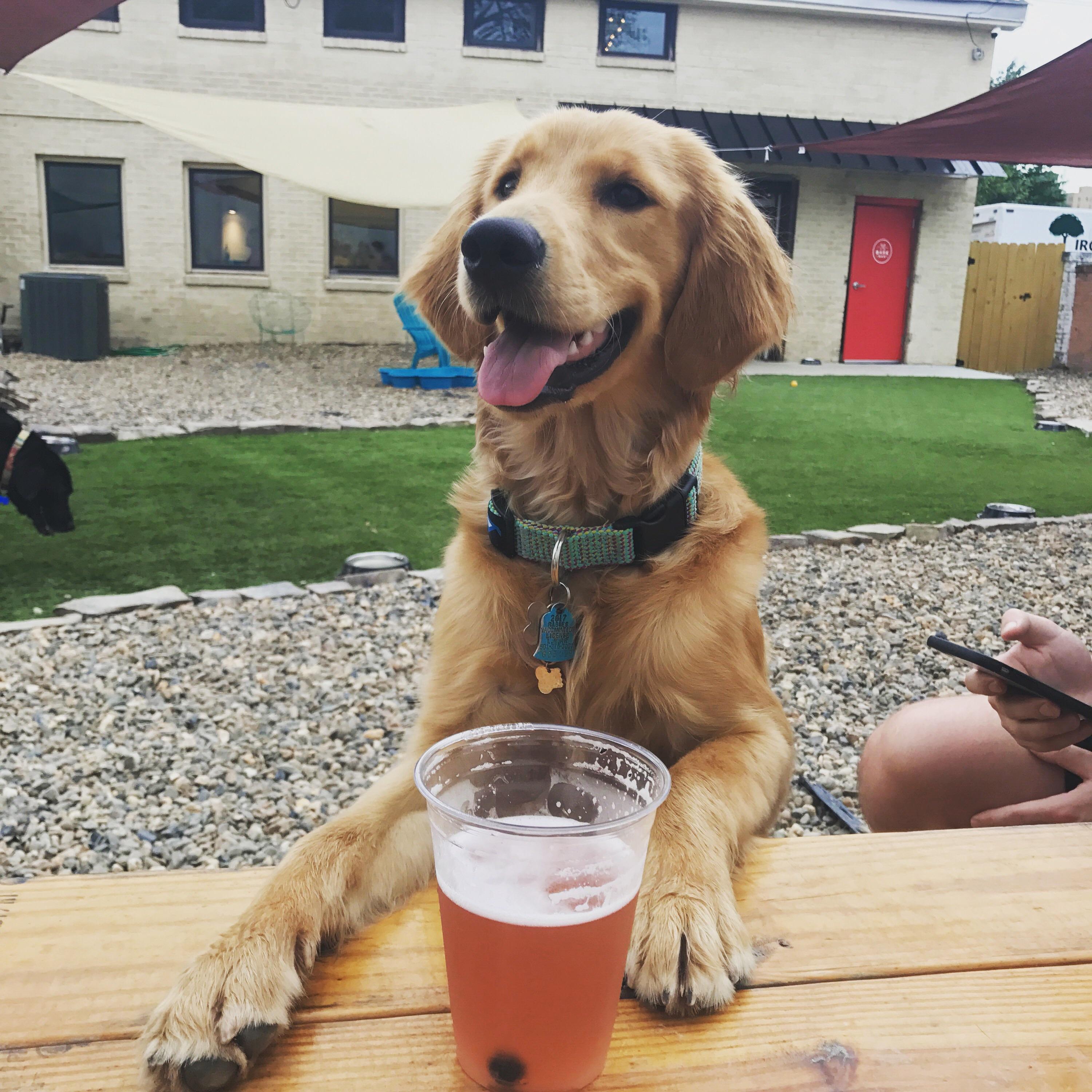Dog bars are the best r/goldenretrievers