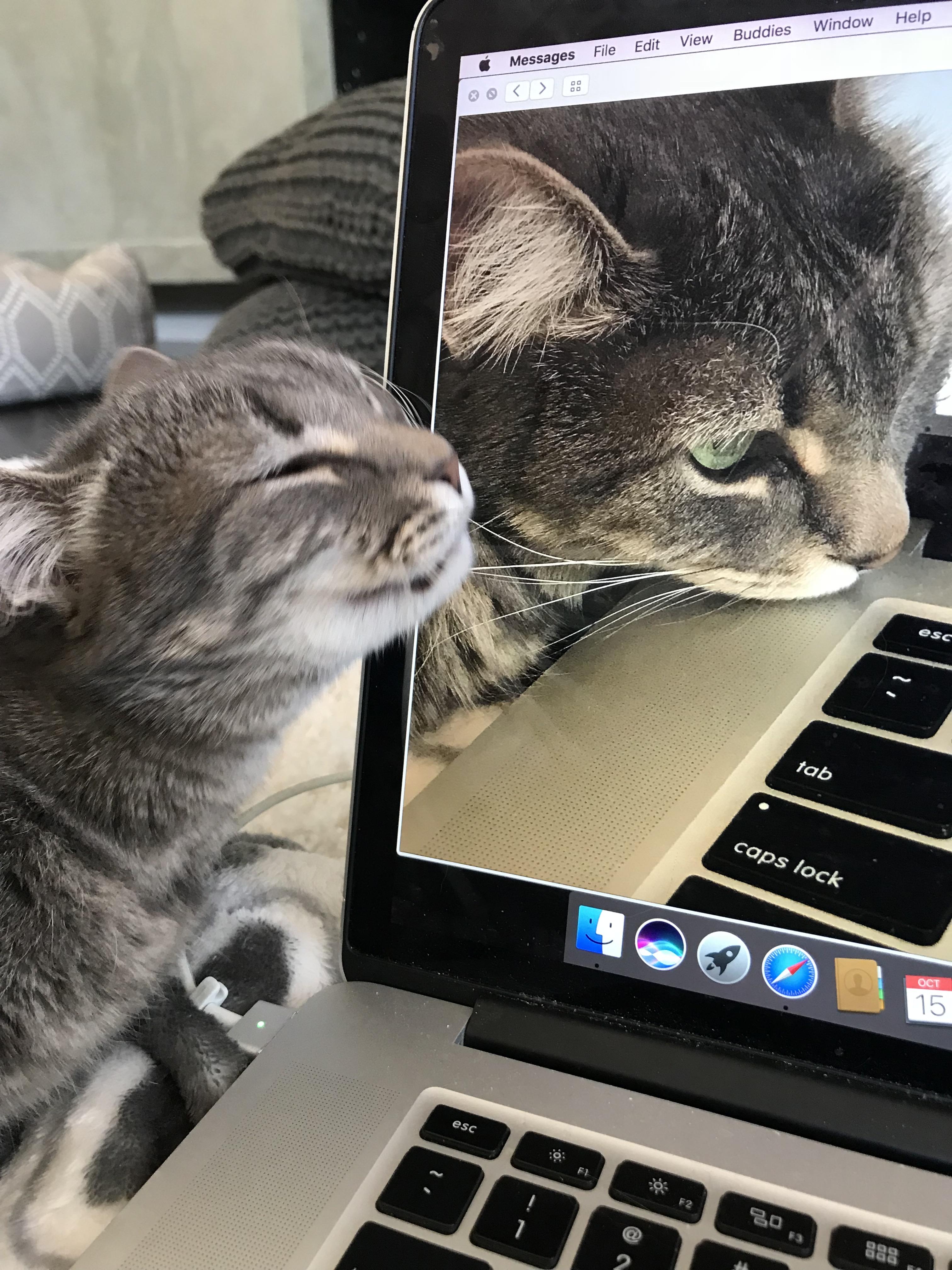 My cat nuzzles it’s own picture. r/cats