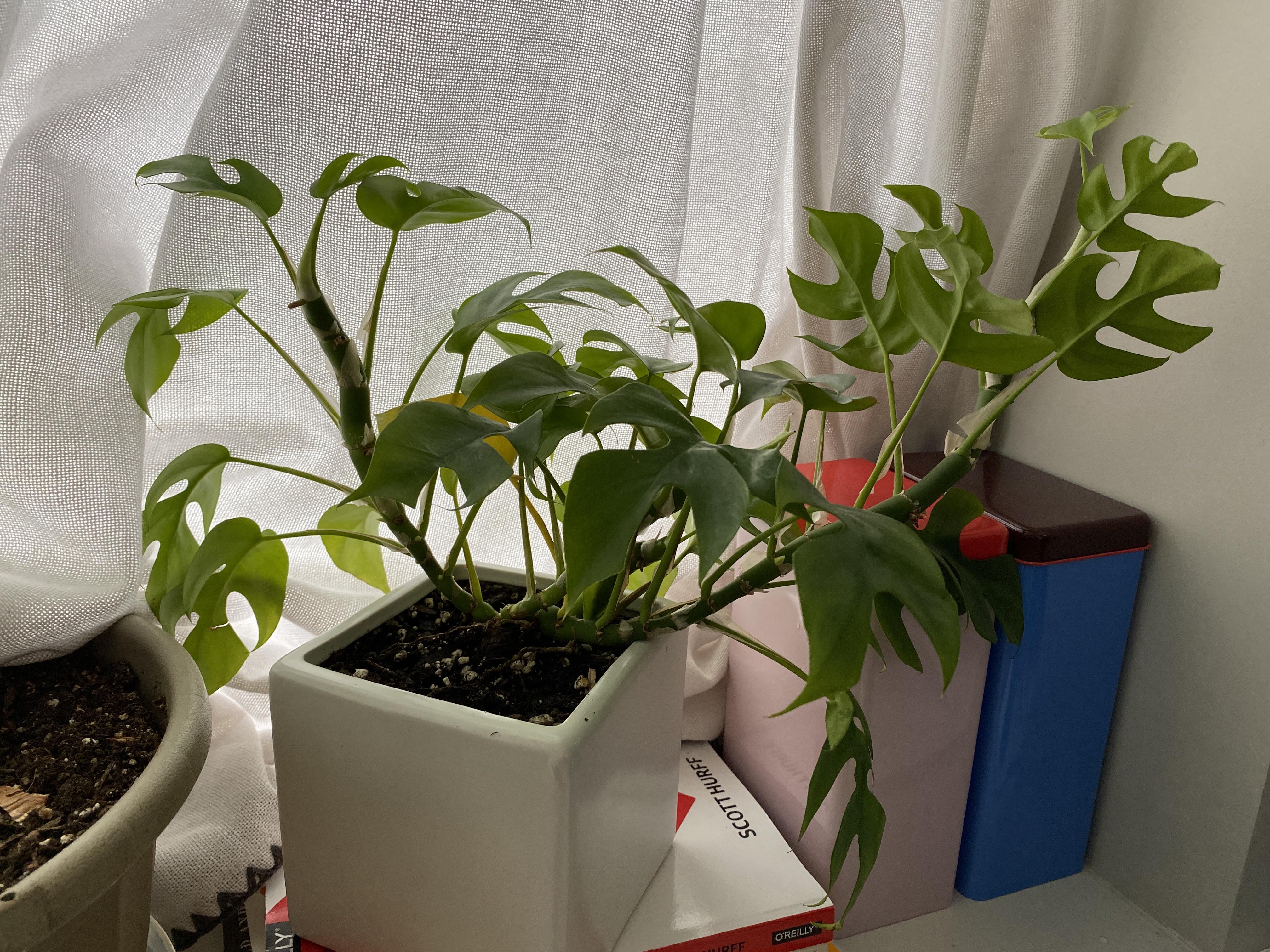 Hi everyone the base of this plant is super wobbly, is that ok? (Sorry