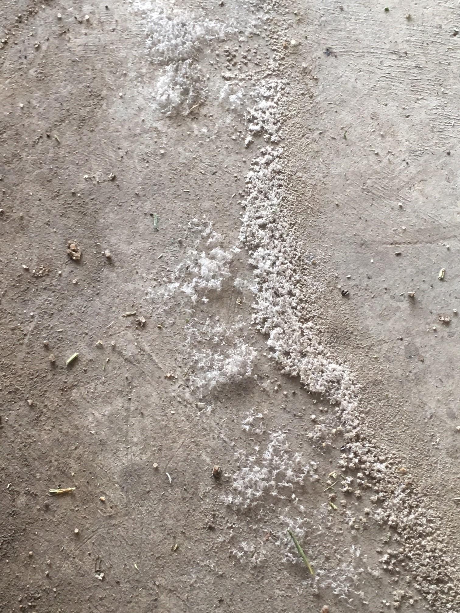 What is this white fluff I find on my garage floor? It's not snow, it