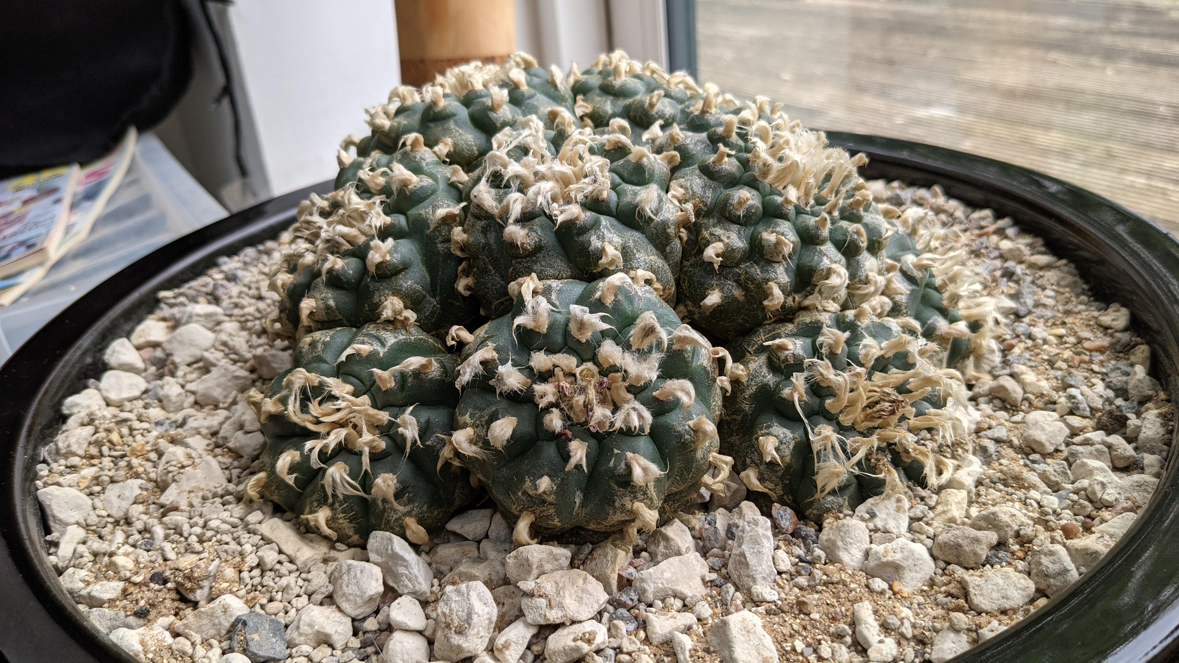 My biggest plant from my collection r/peyote