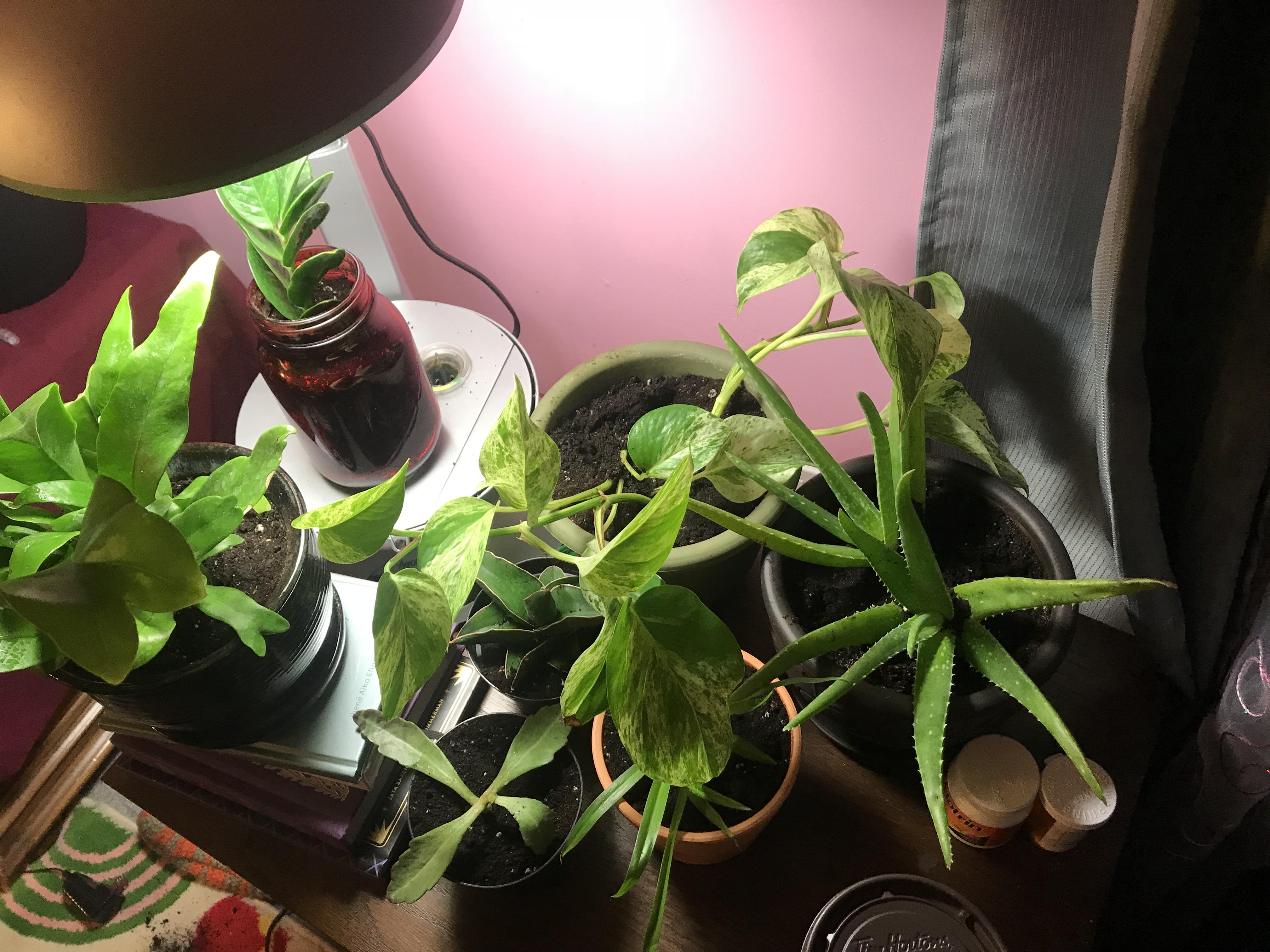 my nightstand is covered in plants at this point. r/plants