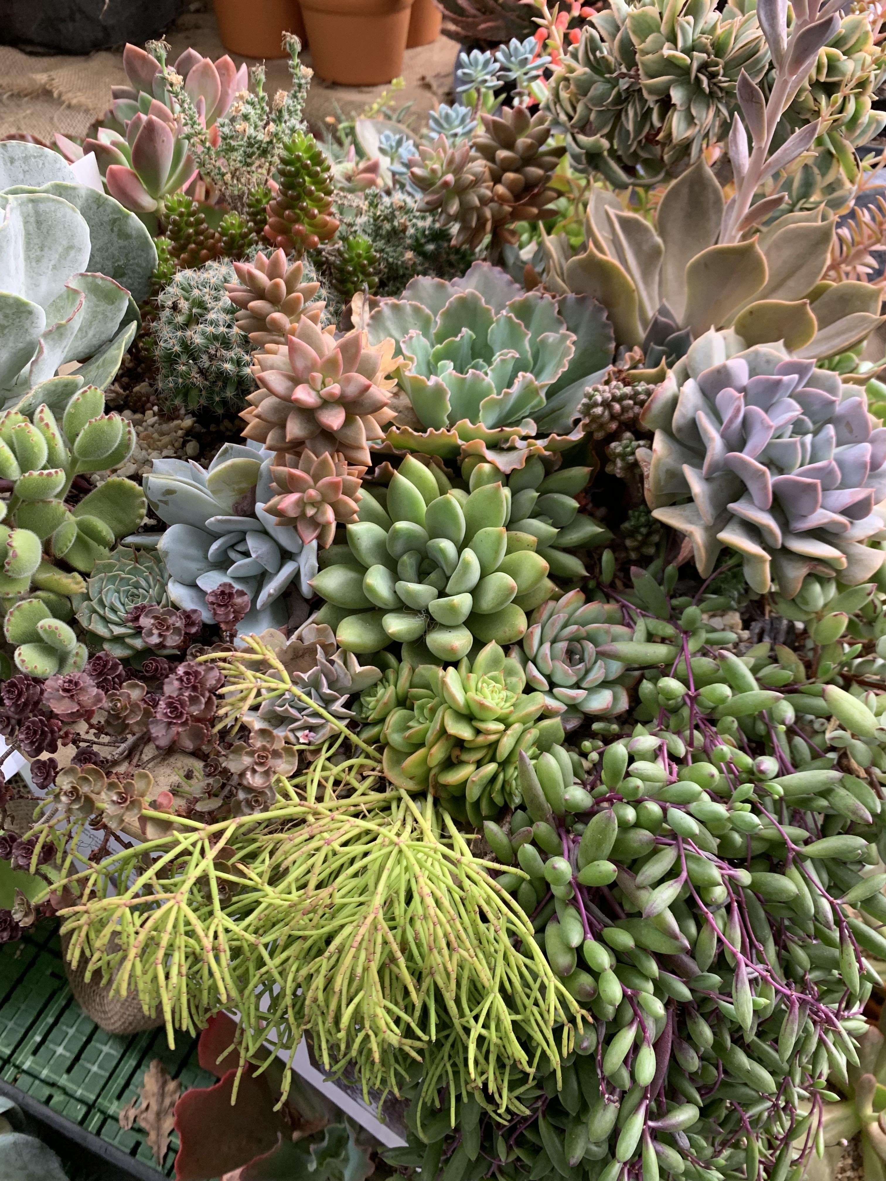 Succulent display 2019 Melbourne Flower & Garden show r/succulents