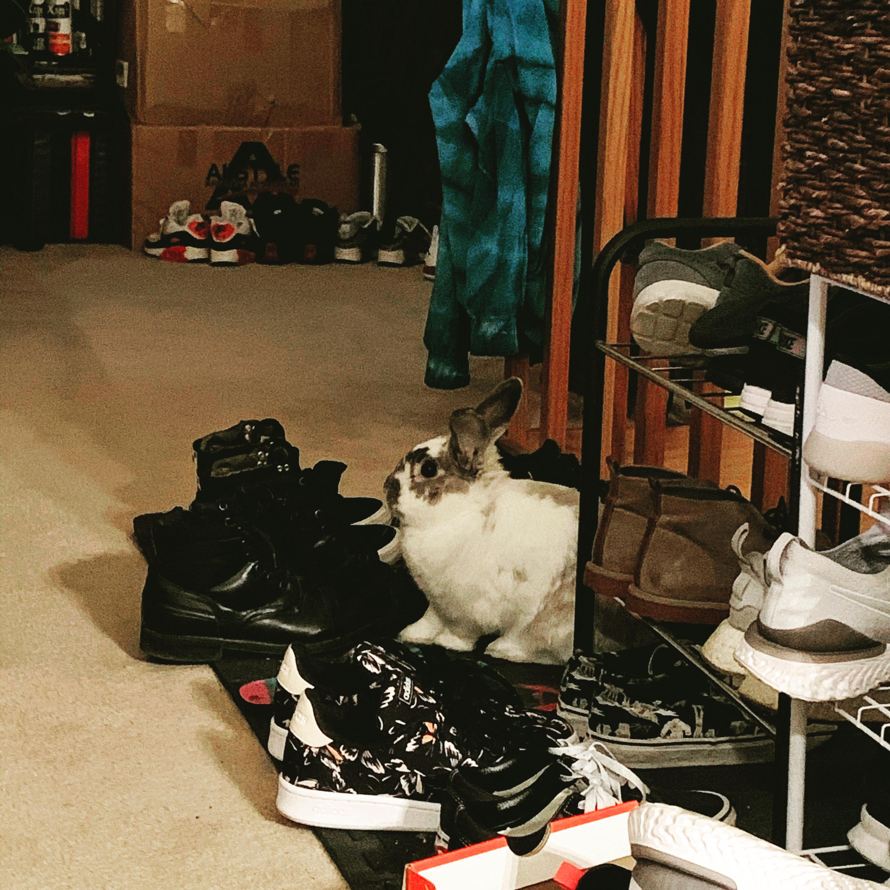 *is a shoe* r/Rabbits