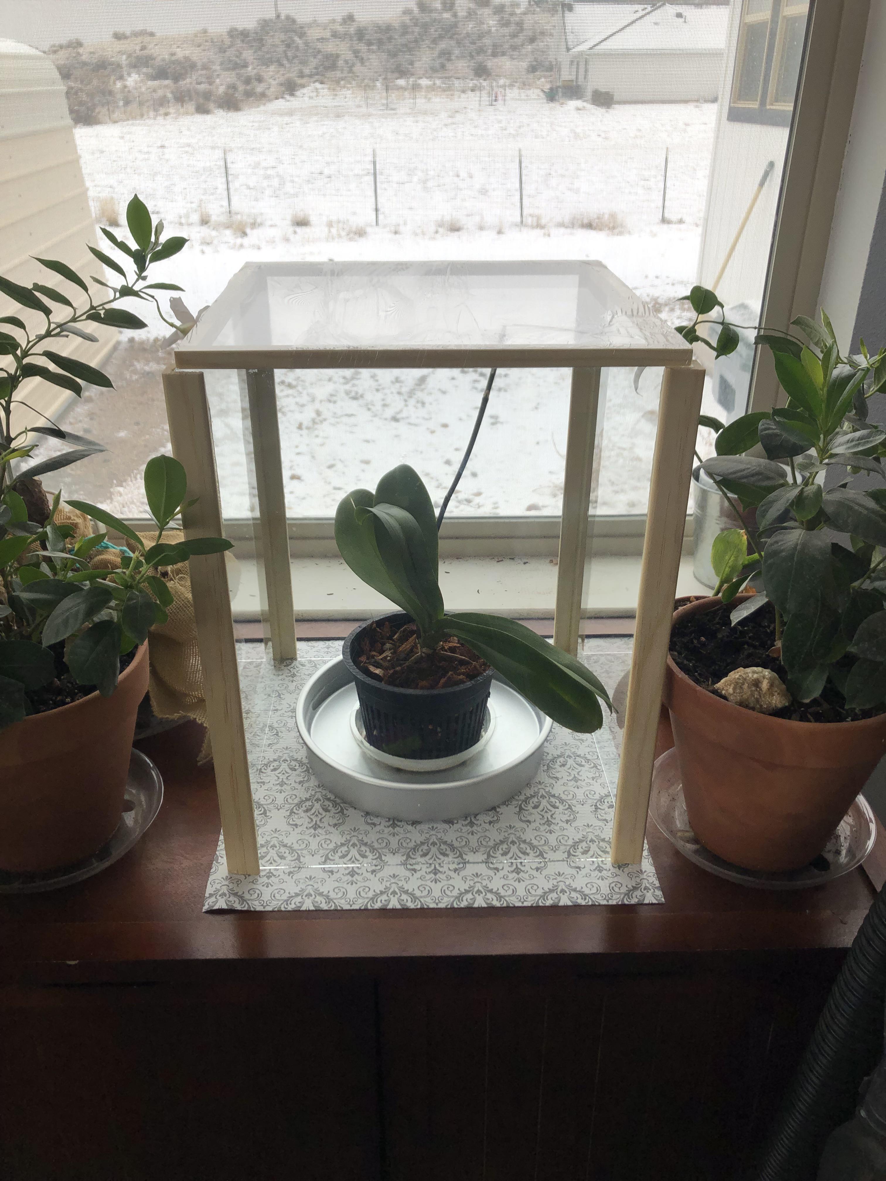 Made a mini greenhouse for the orchid my mom gave me to help with the