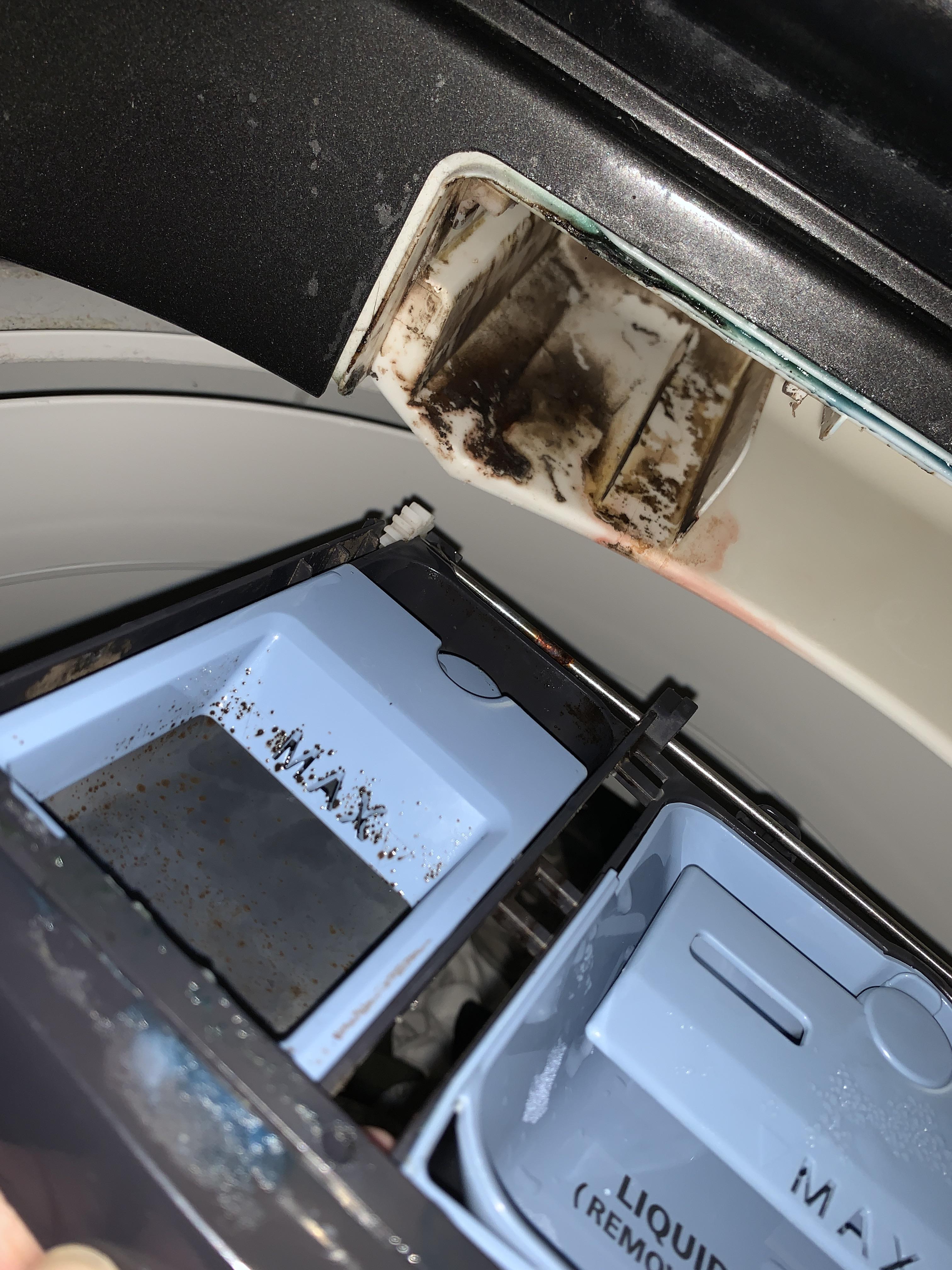 What kind of mold is this in my washer? r/mycology