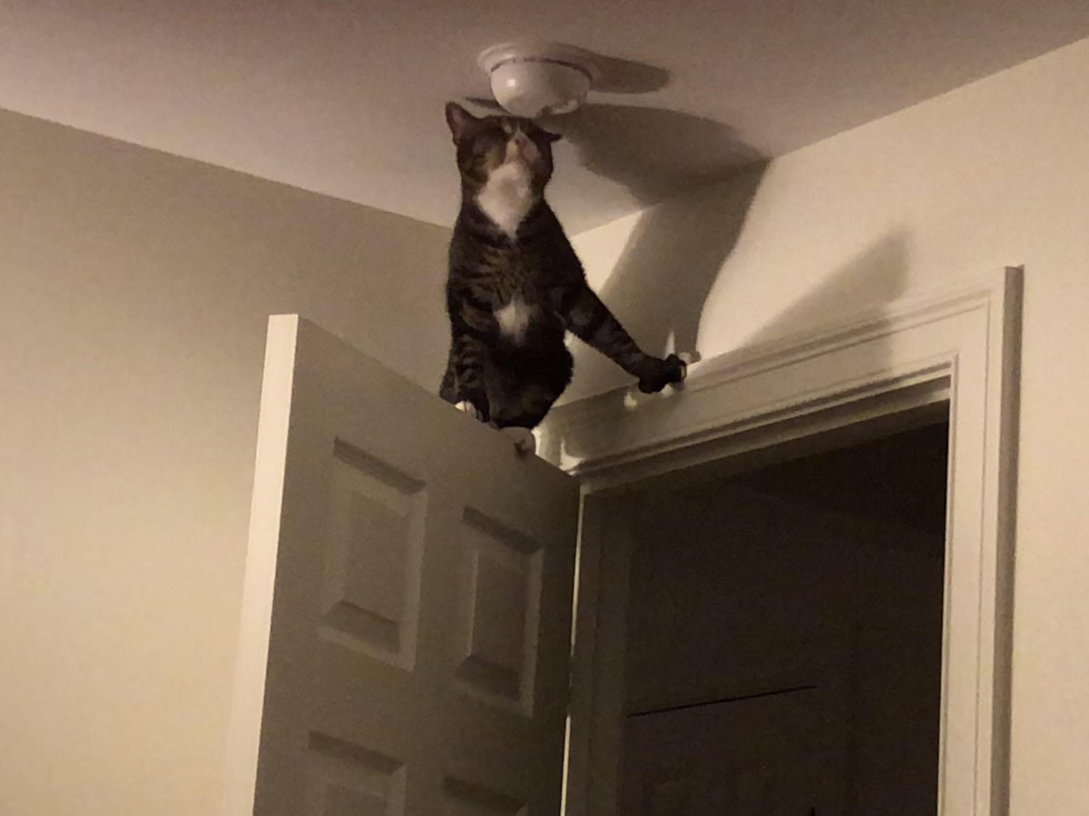 My cat is inspecting the fire alarm because he takes his family’s safety very seriously. r/aww