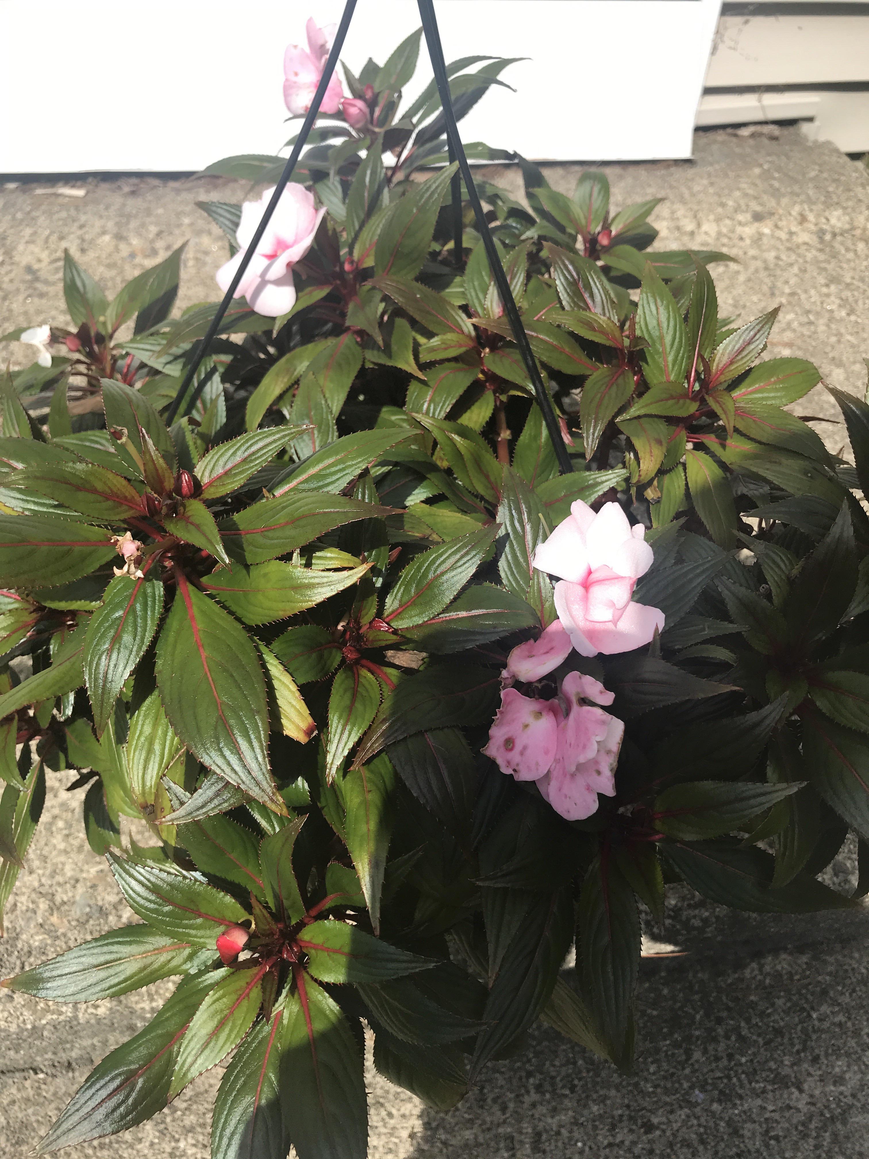 Anyone know this plant that has green leaves, red veins, and pink