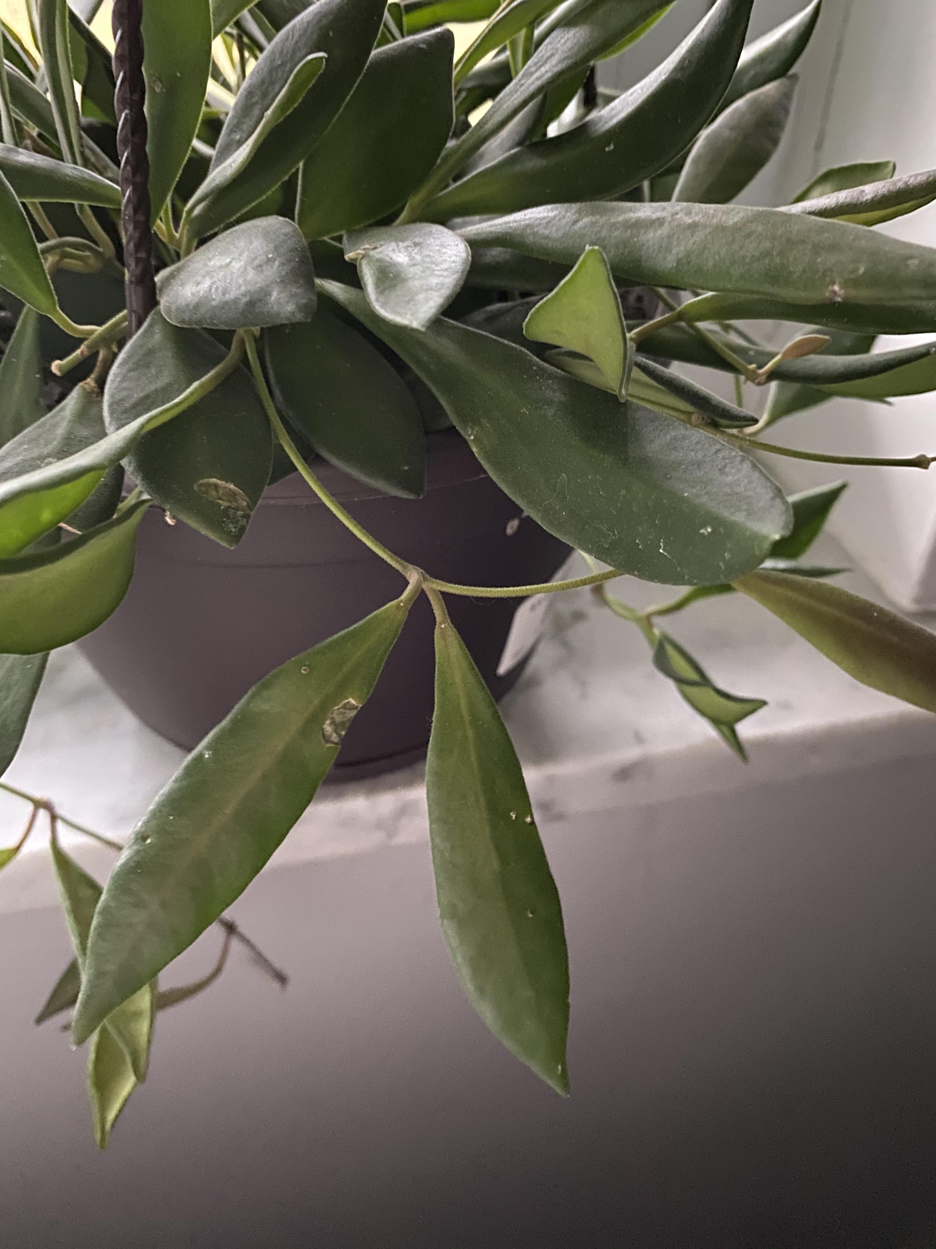 Picked up this Hoya yesterday and it seems to have white spots all over it. Have quarantined it