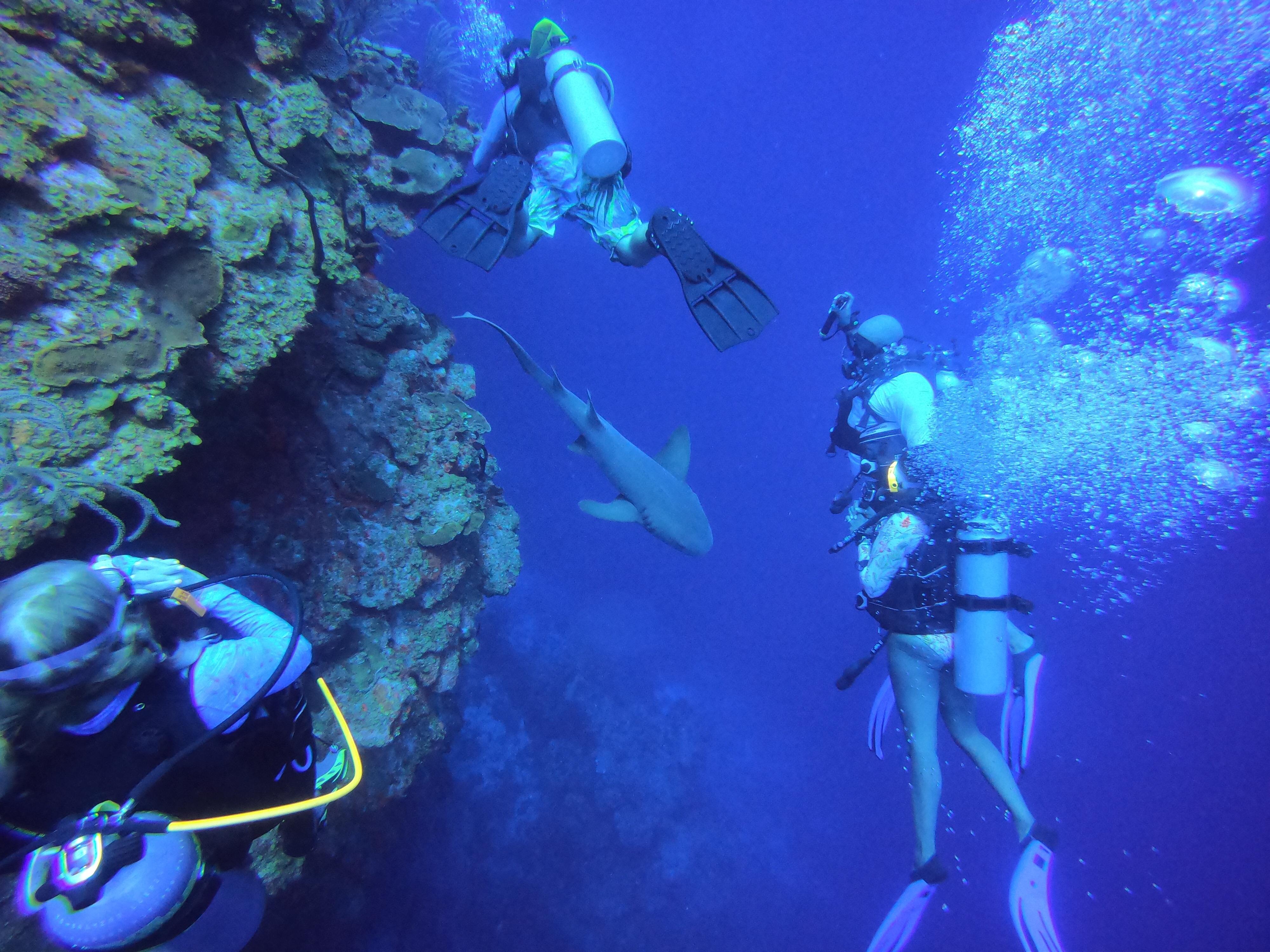 We had an unexpected friend join our dive in Grand Cayman (The Wall
