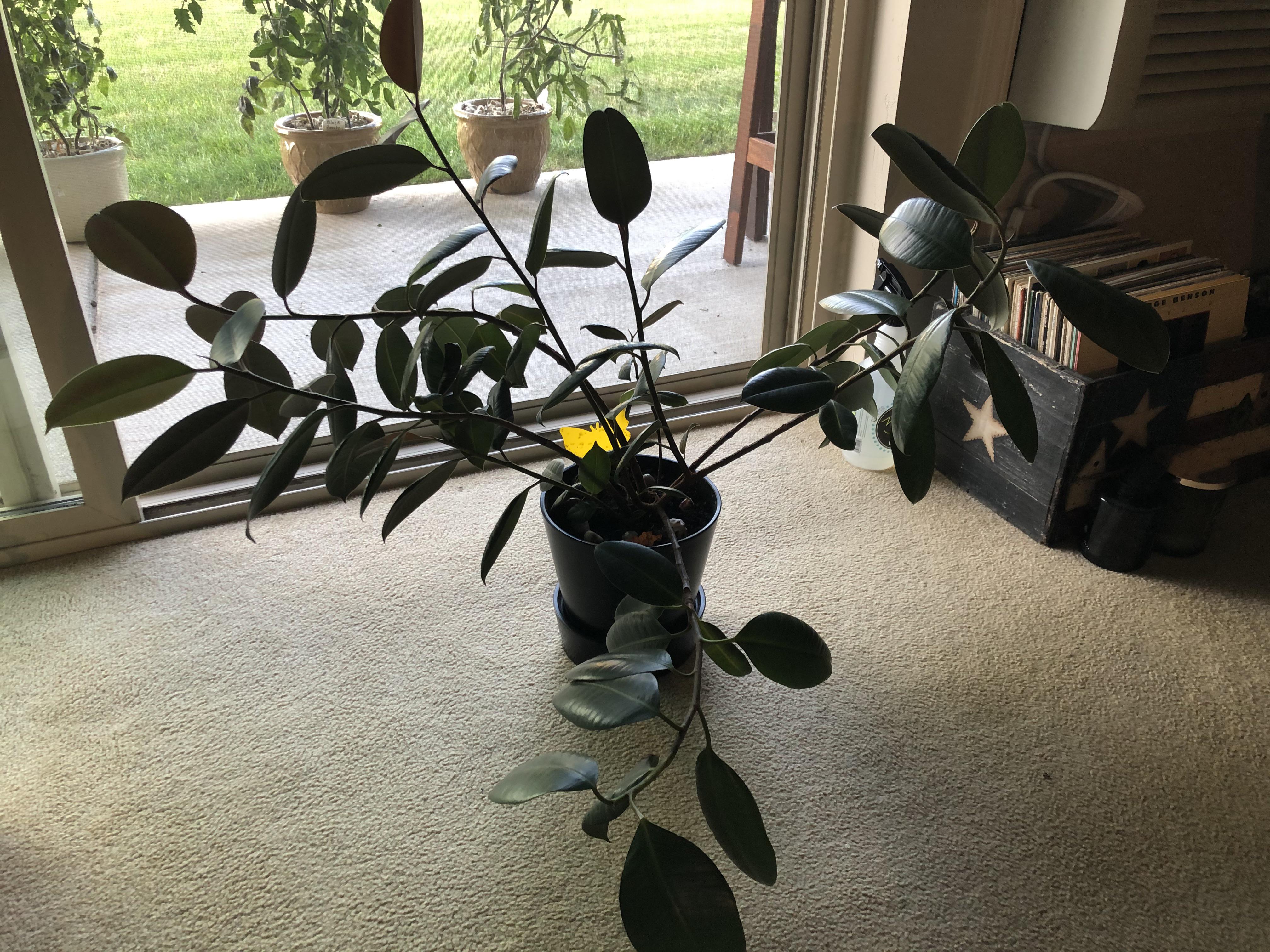 Why is my rubber plant growing all sideways? I found this plant outside