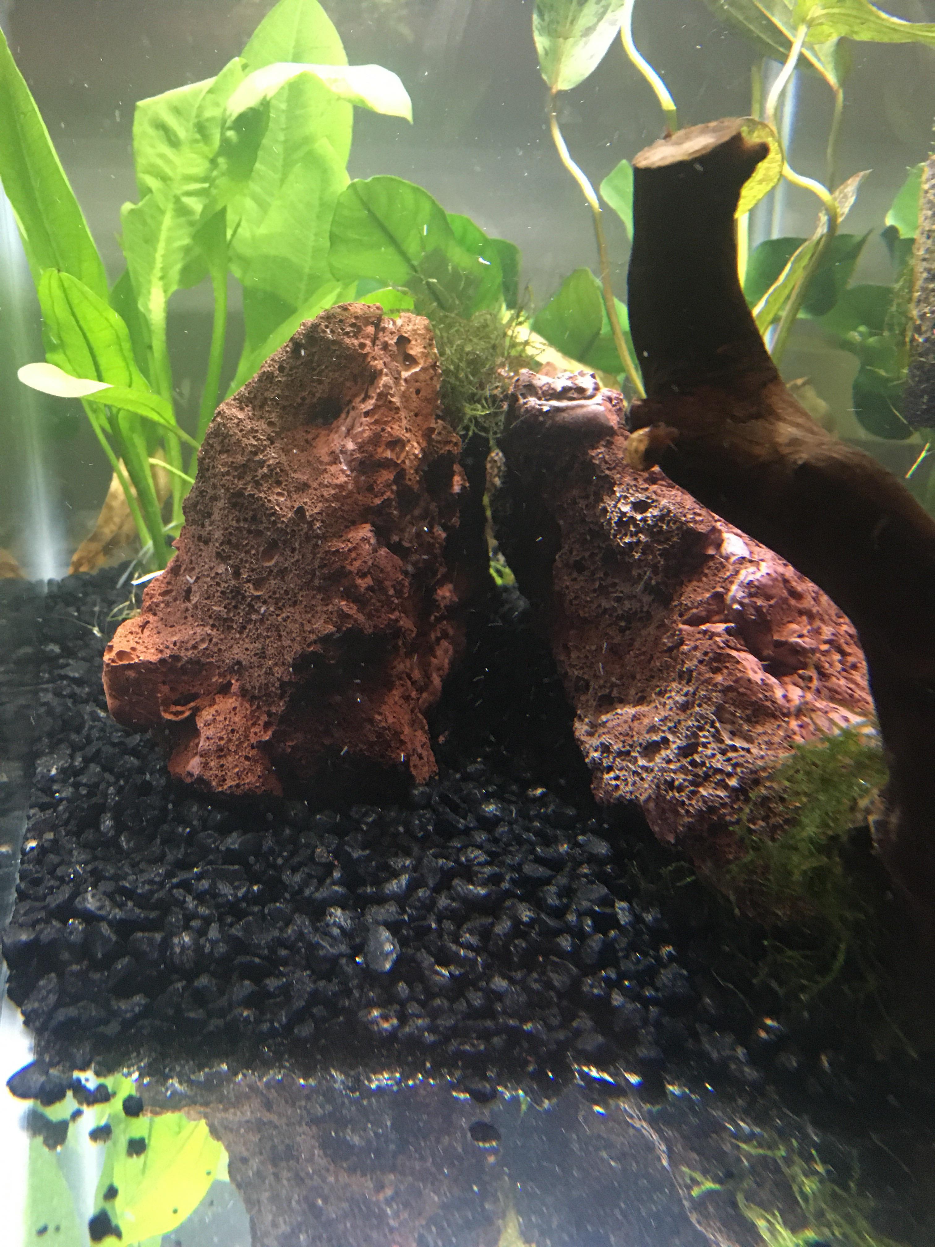 Is red lava rock dangerous to scaleless fish? Like hillstream loaches, snails feet, kuhli