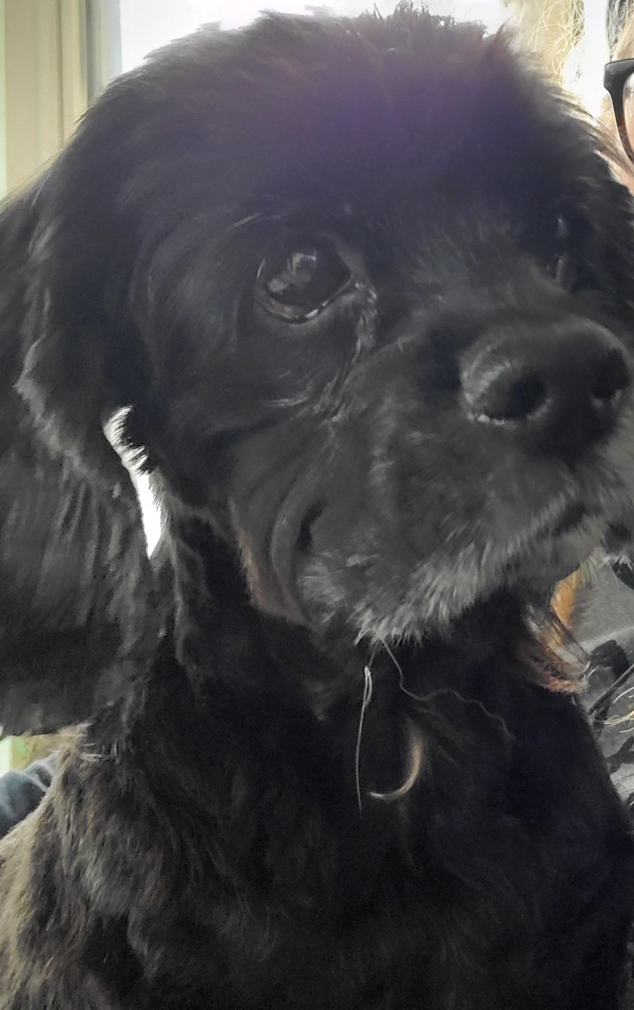 Found this dog today. Anyone know if greenwood has something similar to