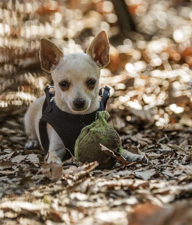 10000 best r/chihuahua images on Pholder I can’t sleep because she