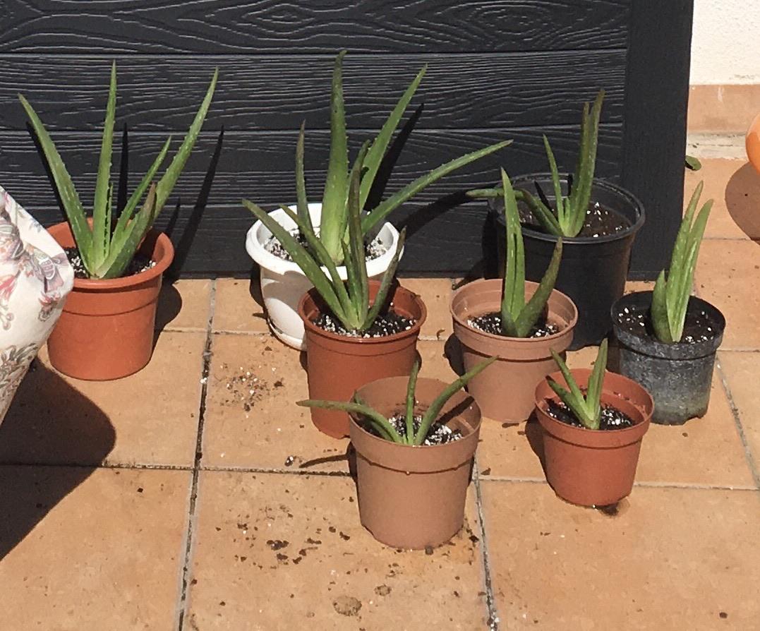 Aloevera babies, all from one plant! r/gardening