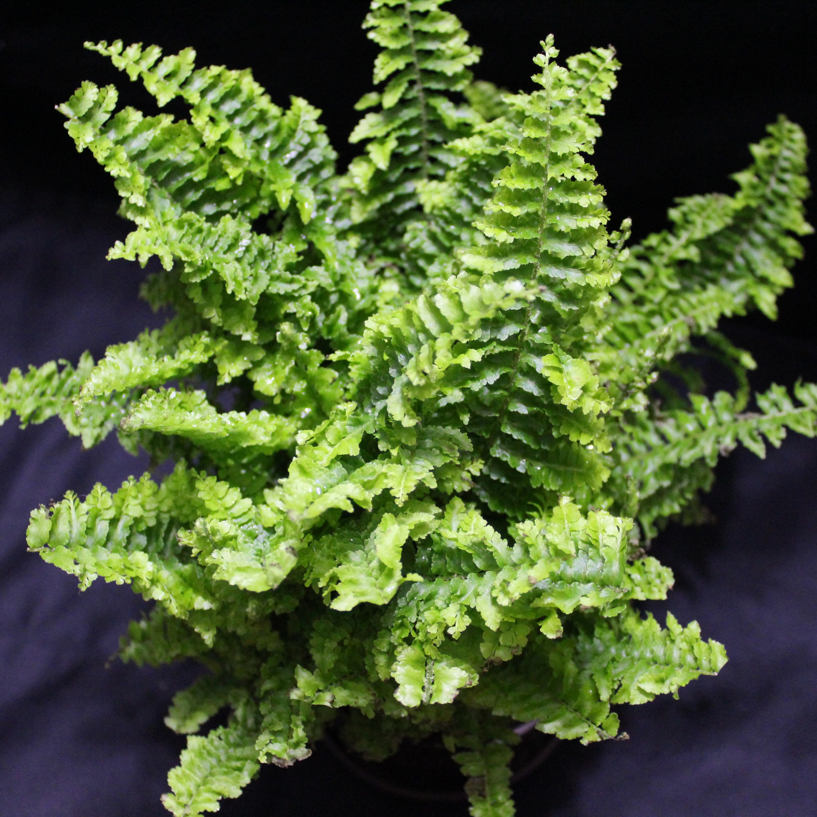 My fluffy ruffle fern. You can almost feel the texture of the fronds