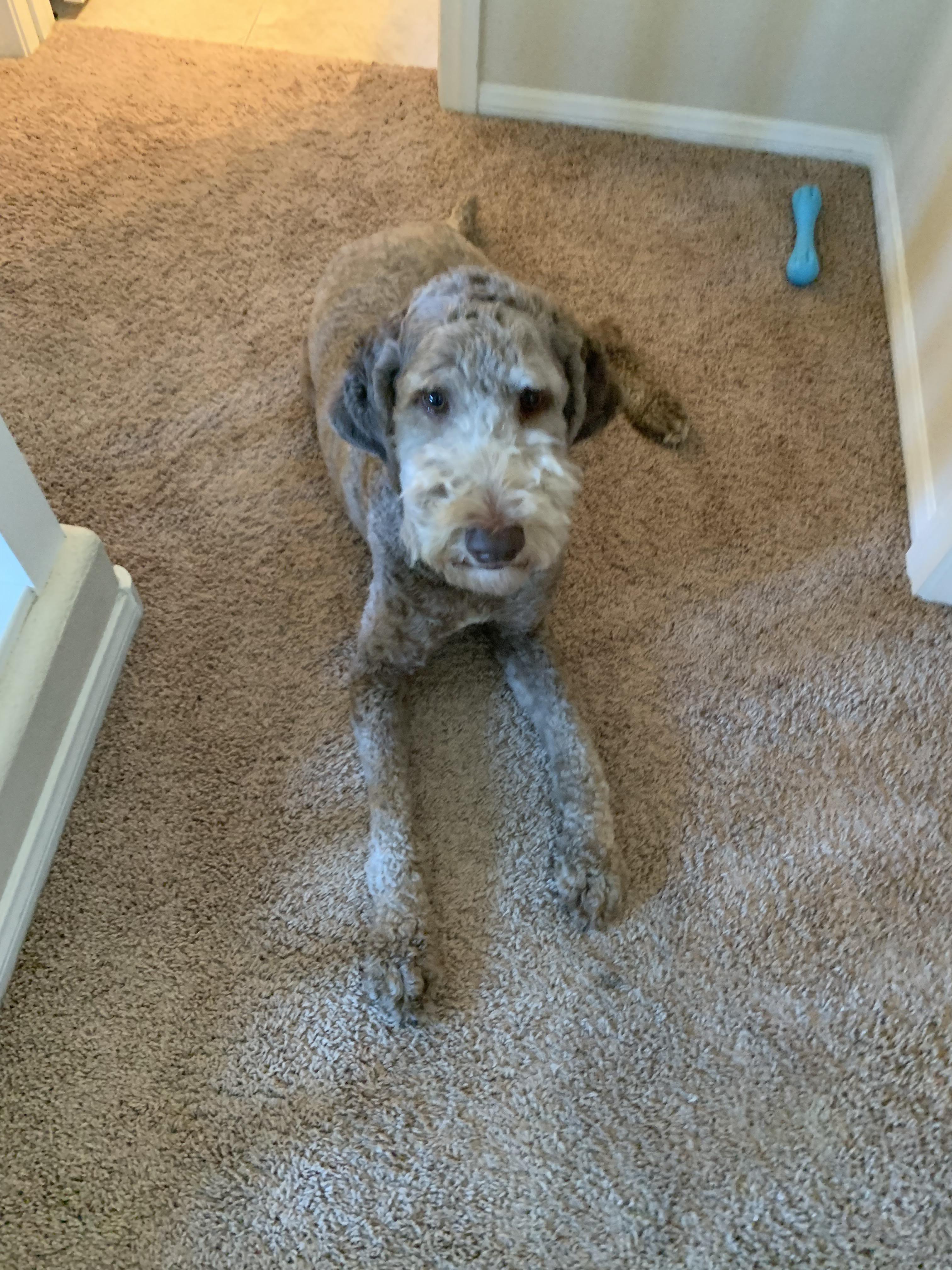Our friend’s dog blends perfect with our carpeting r/mildlyinteresting