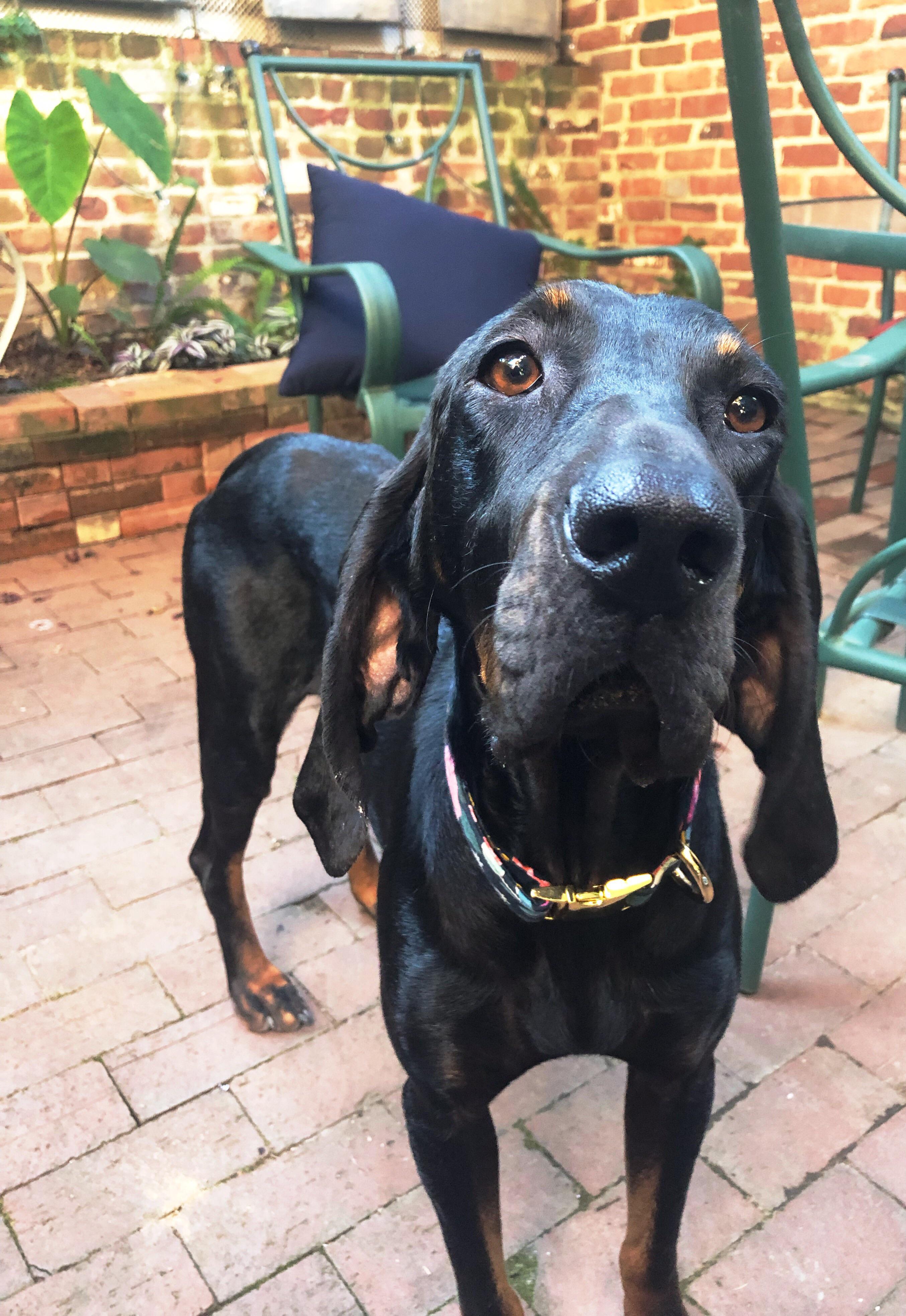 rescue hound maggie r/Hounds