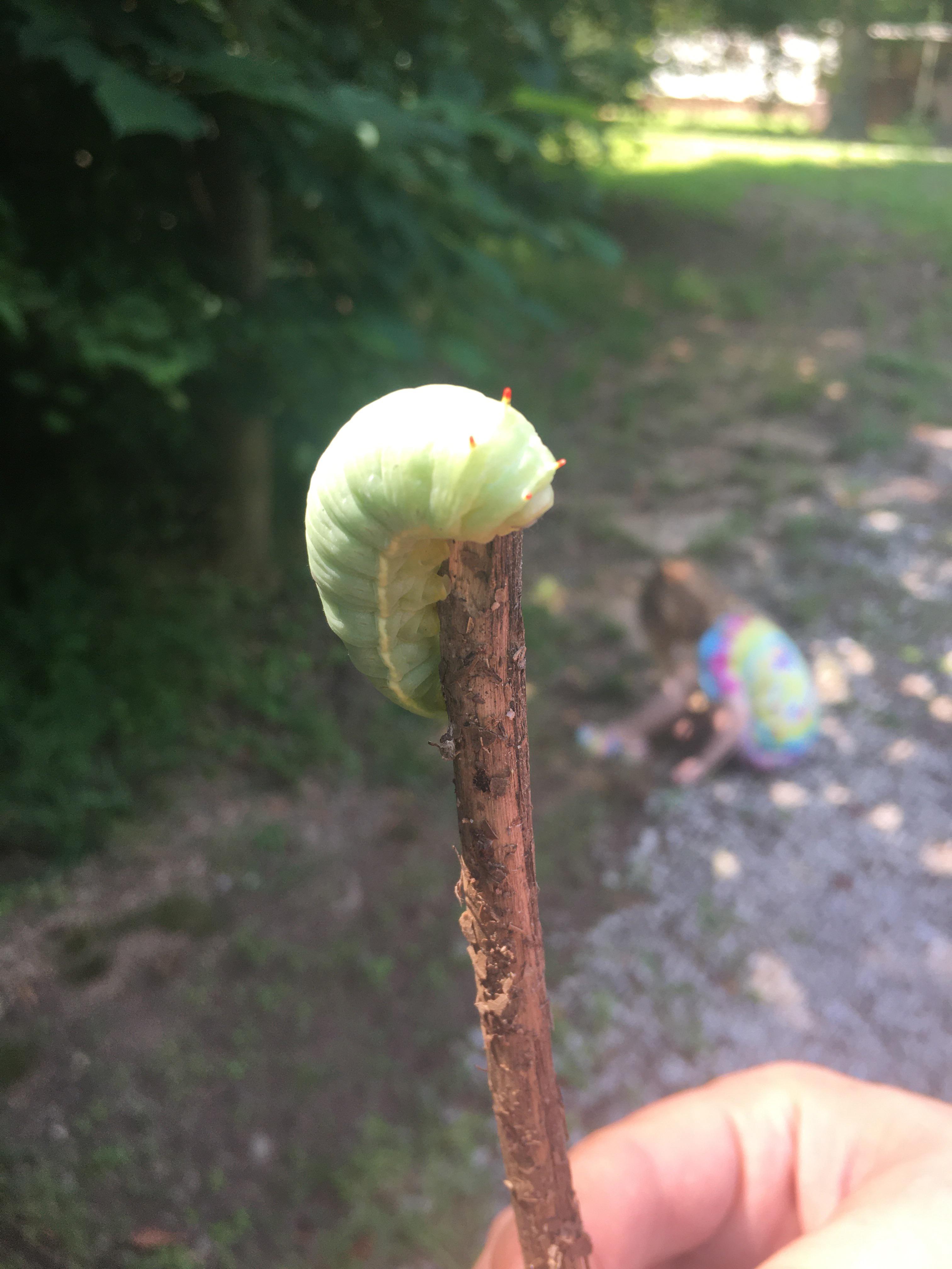 Upstate South Carolina. What type of caterpillar is this? r/whatsthisbug