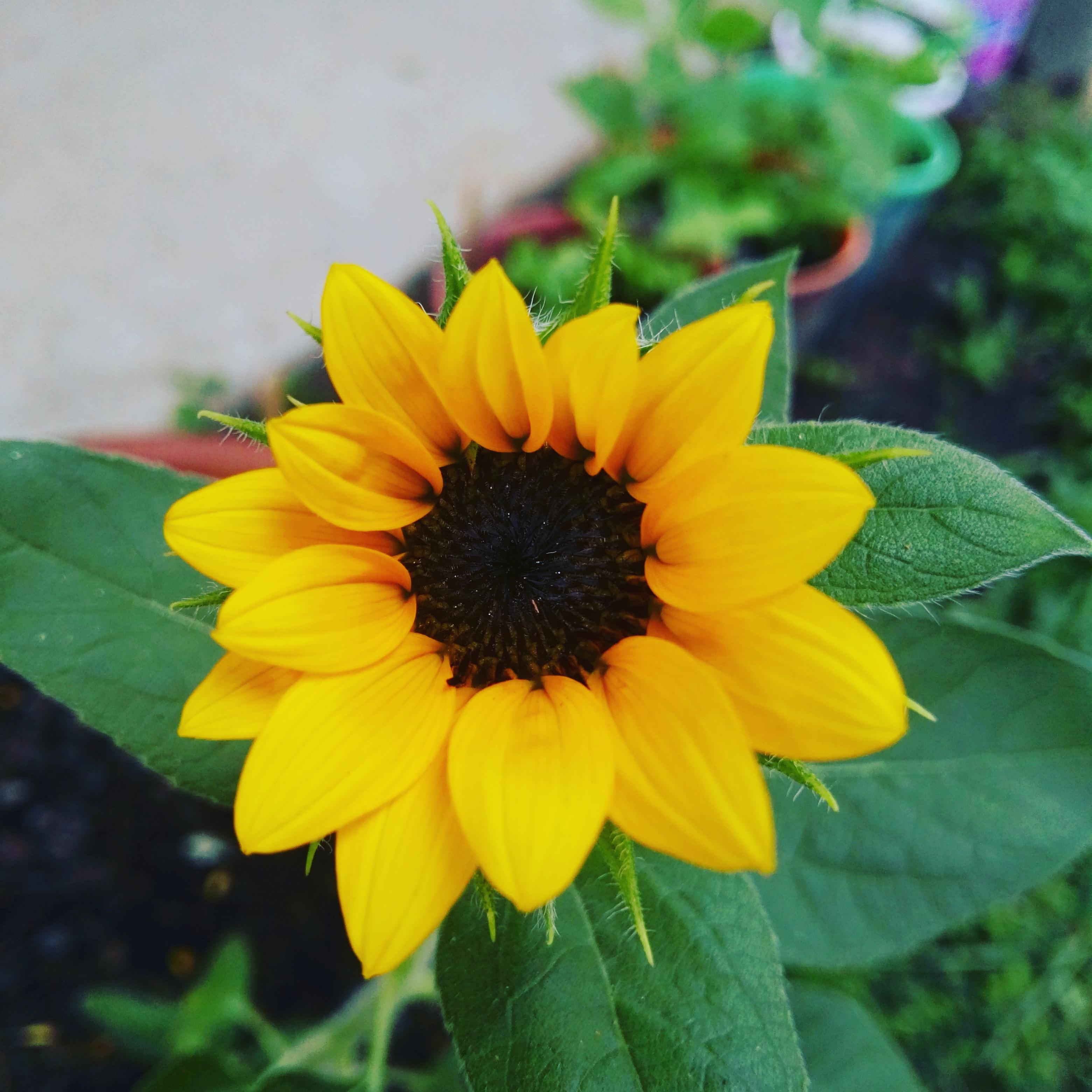 My first beautiful dwarf sunflower r/gardening