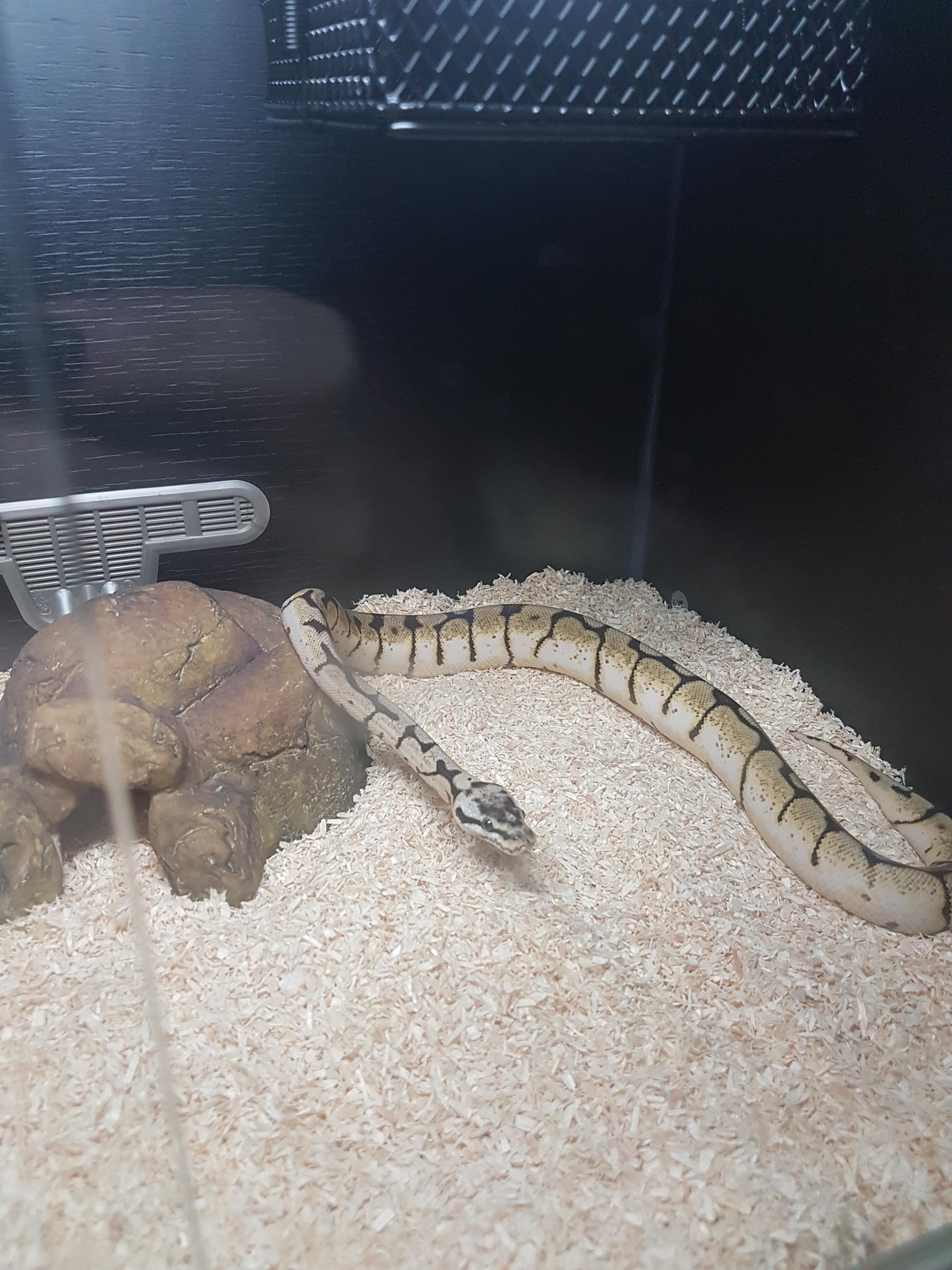 Linguine arrived yesterday and I'm the happiest snake owner in the