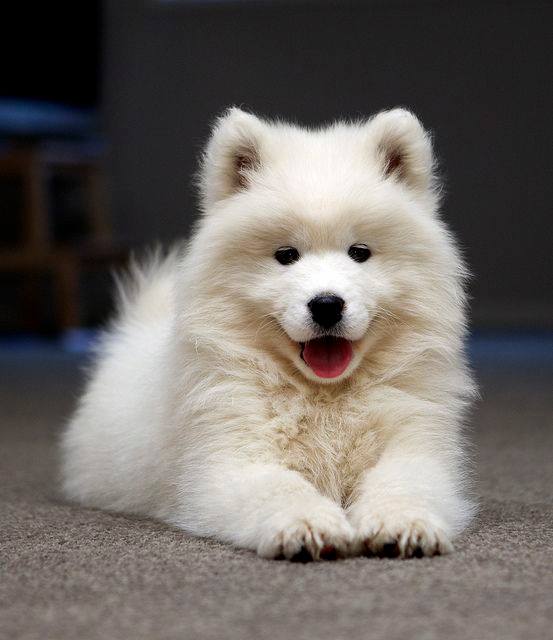 Adorable Samoyed puppy r/samoyeds