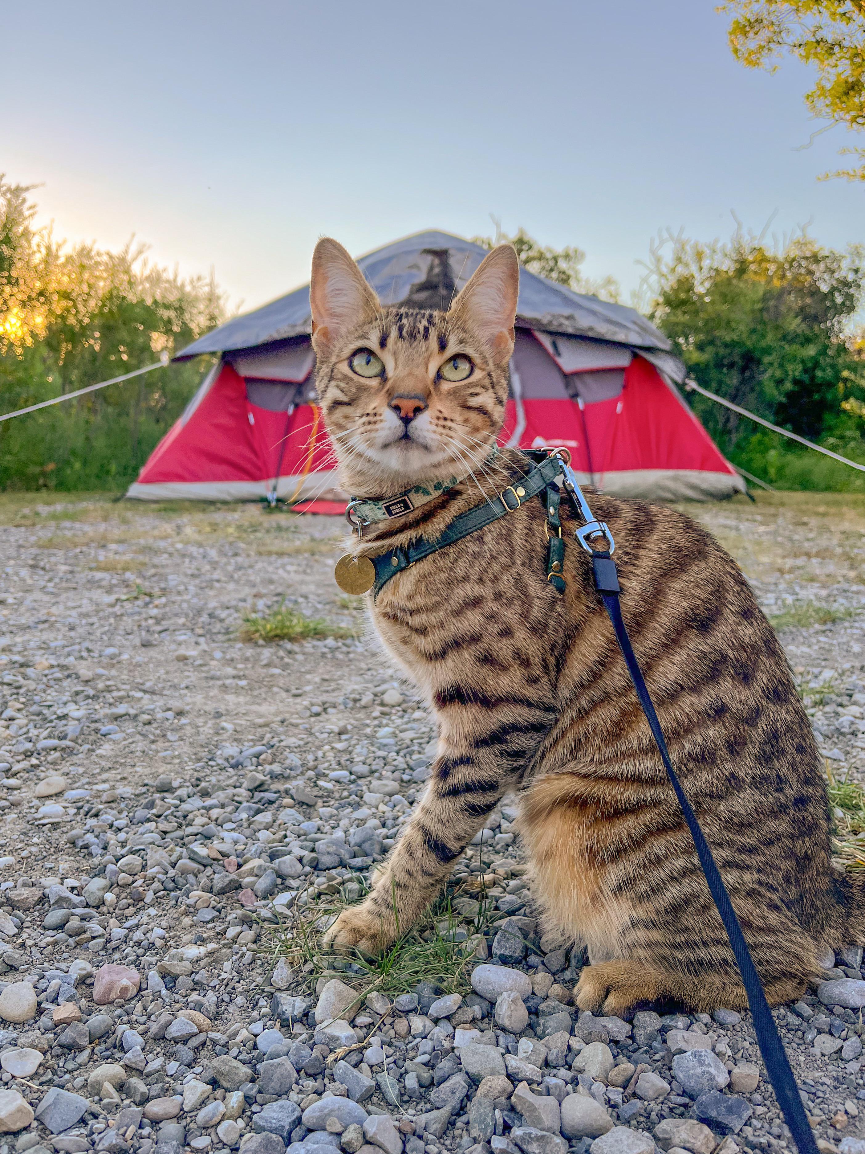 Took our cat camping for the first time this week and wouldn’t have it