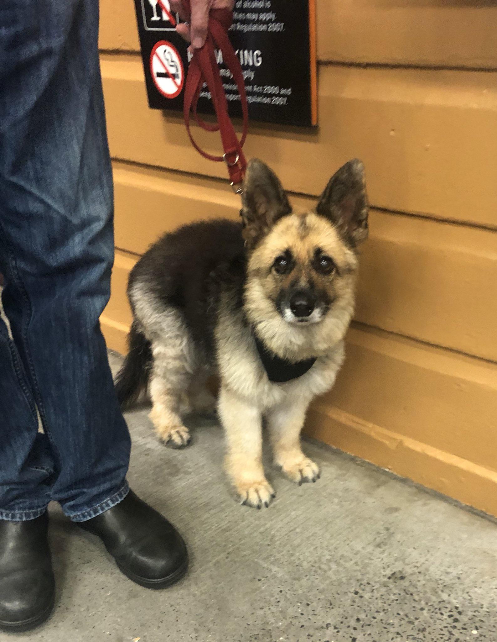 Wow Aww Adult German shepherd with dwarfism