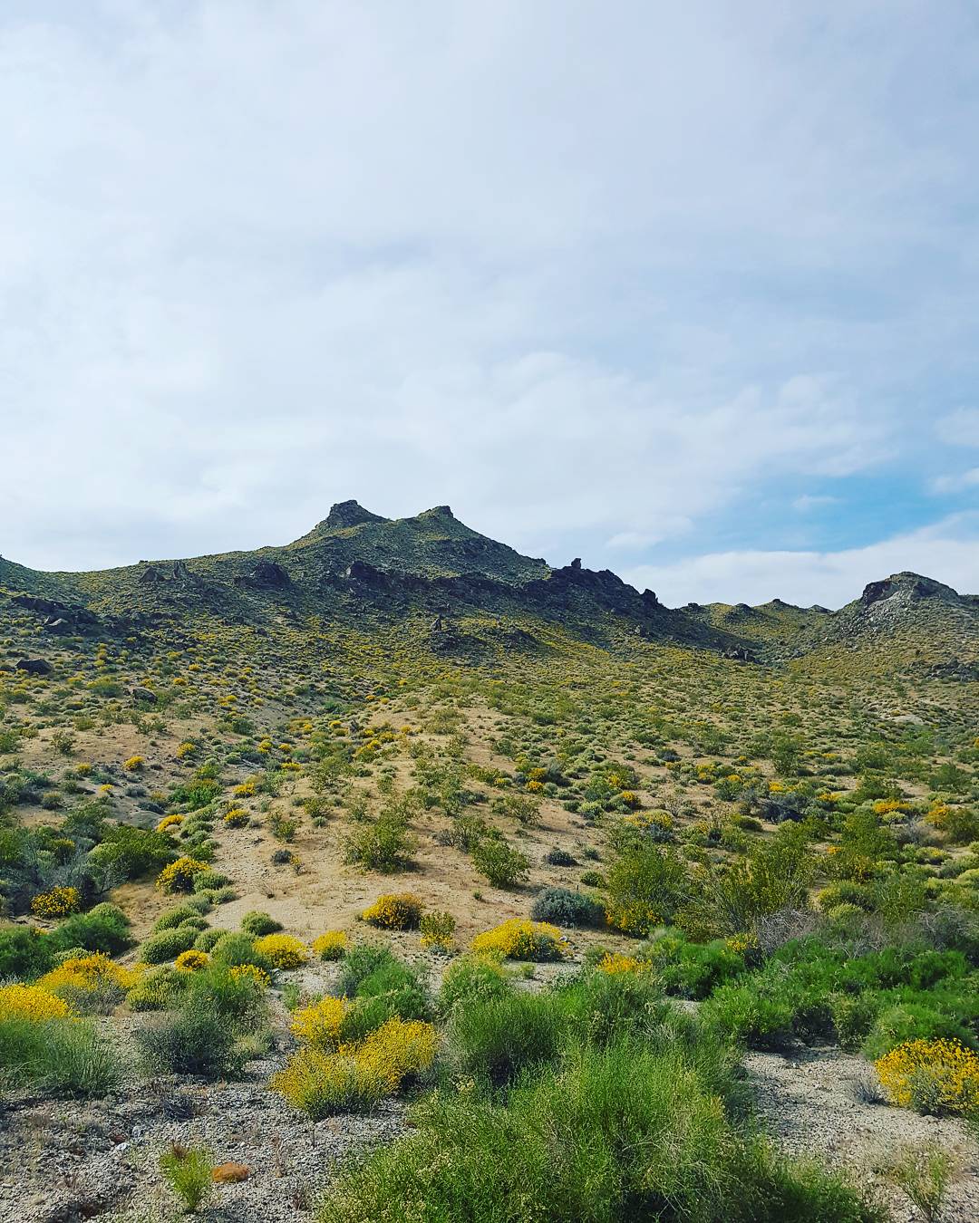 Las Vegas desert in bloom [1080 x 1350] r/EarthPorn