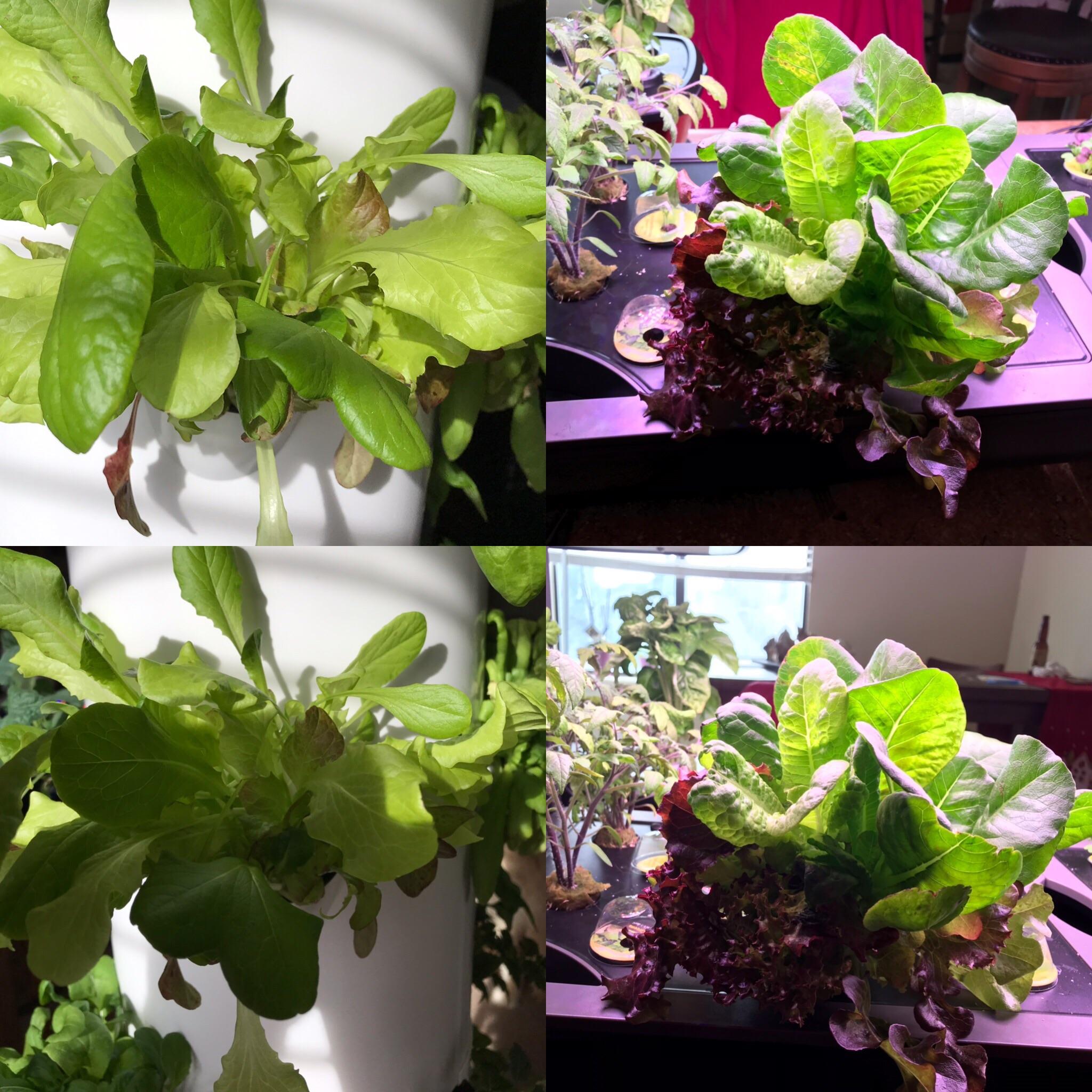 Aerogarden vs Tower Garden Hydroponics