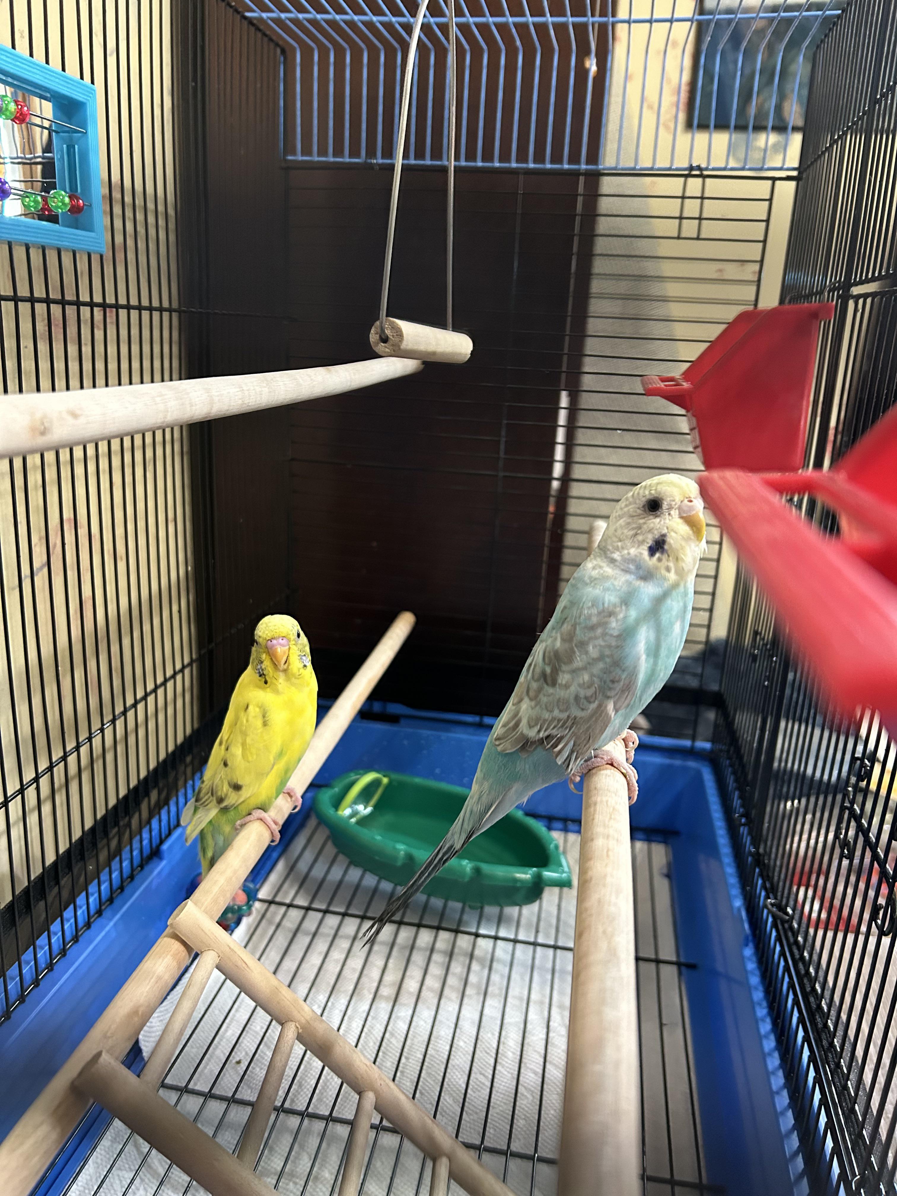 Need Help with Matching Names for New Budgies, Yellow is Male, Blue is Female r/budgies