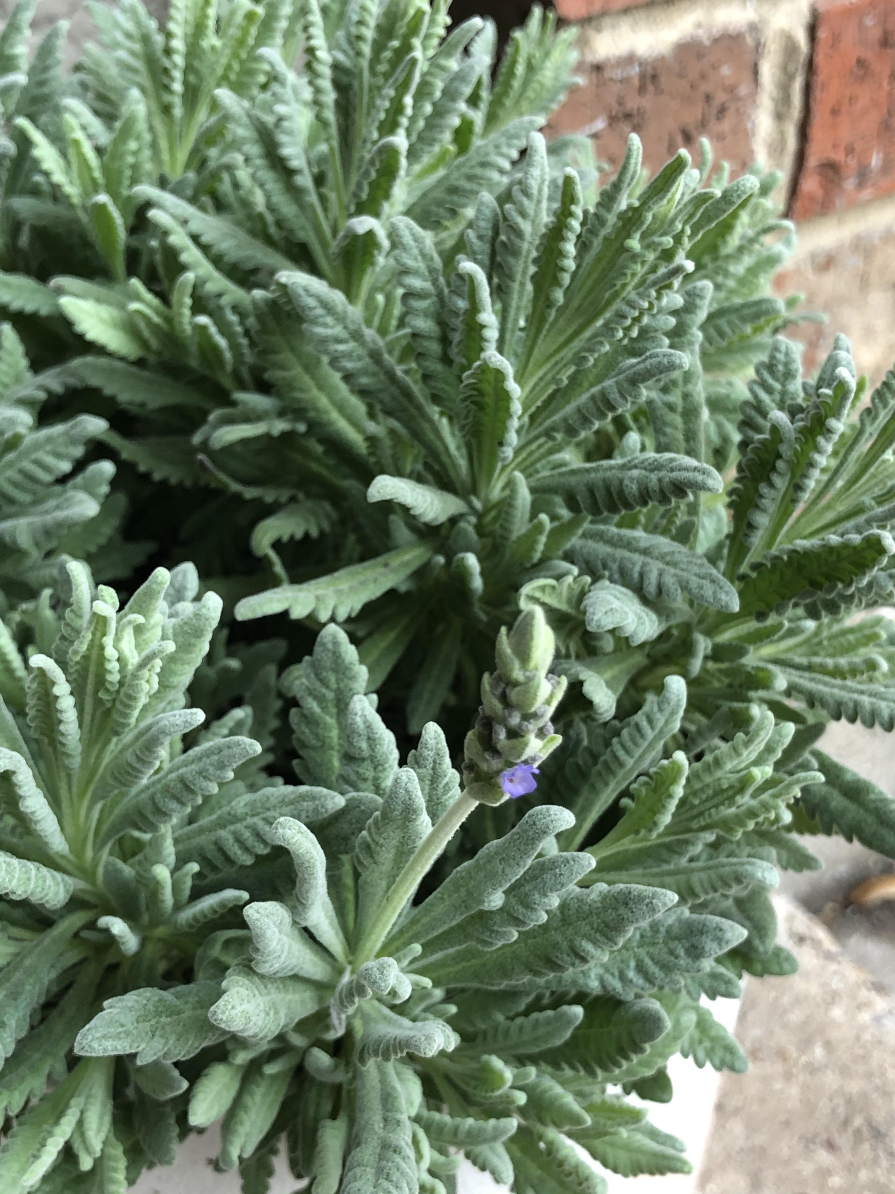 FIRST BUD OF LAVENDER!!! 💜💜💜 r/gardening
